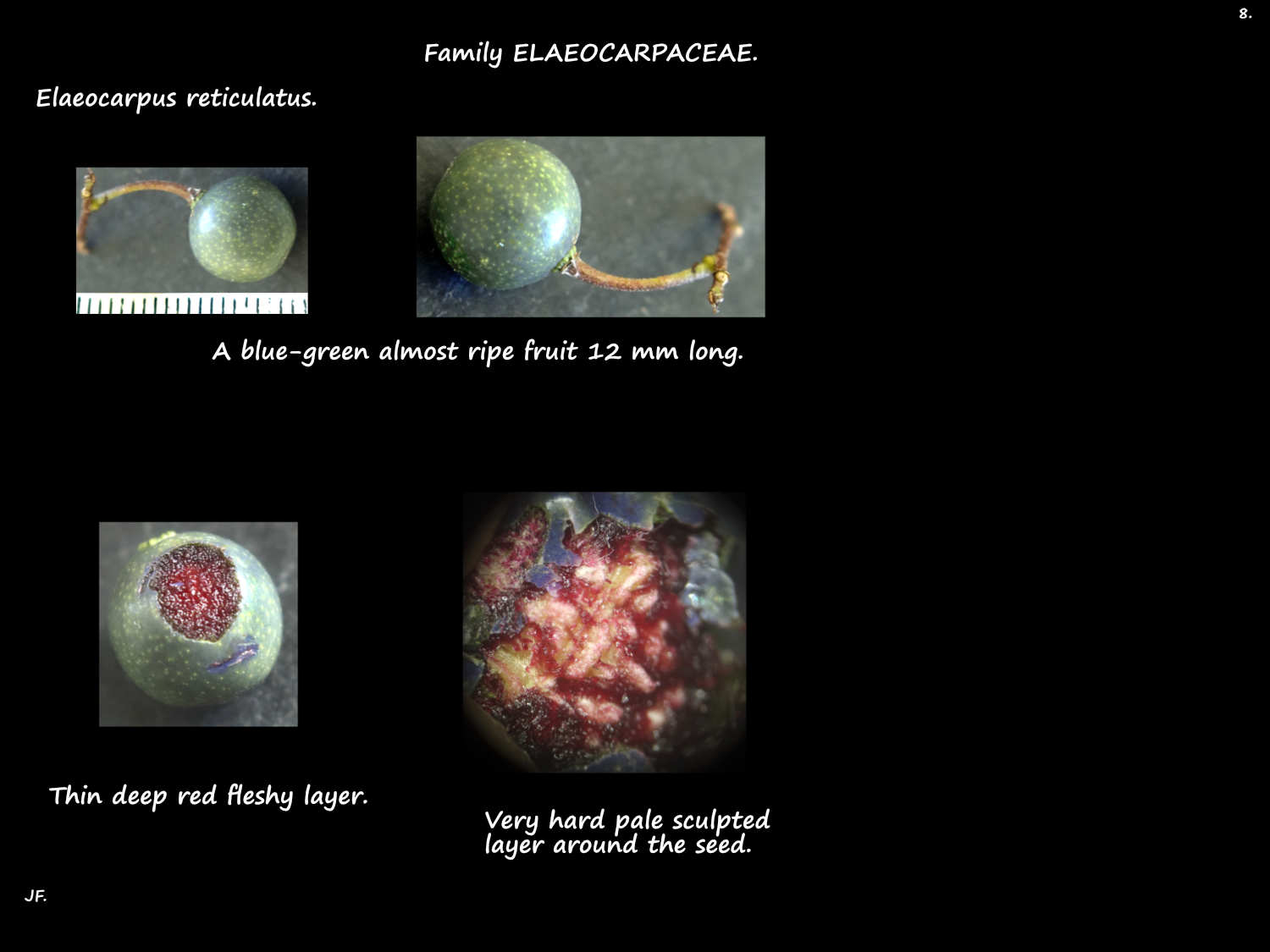 8 Eleaocarpus reticulatus fruit