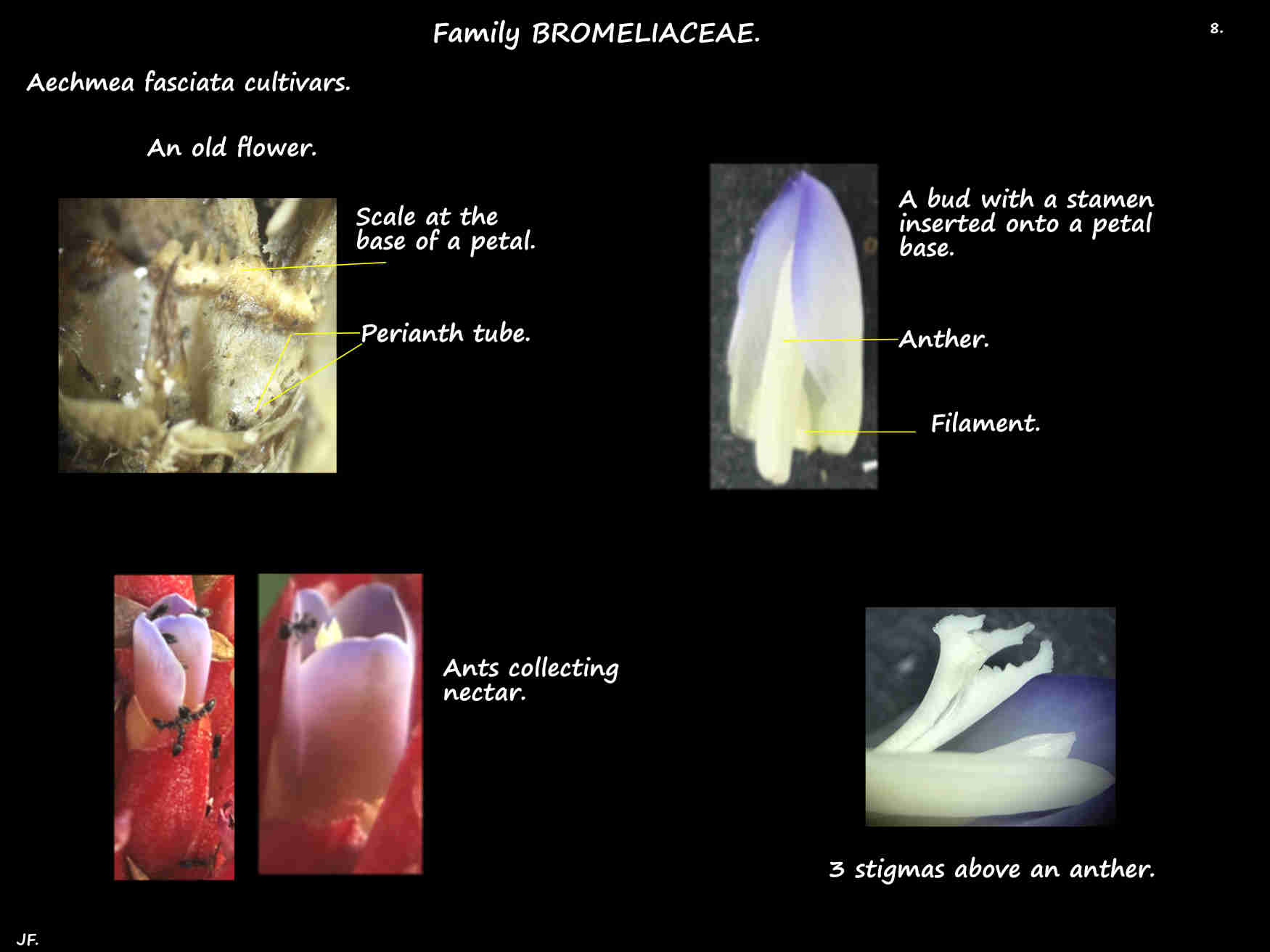 8 Epigynous tube of Aechmea fasciata flowers
