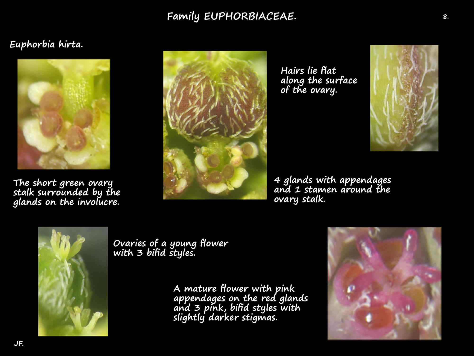 8 Female flowers of Euphorbia hirta