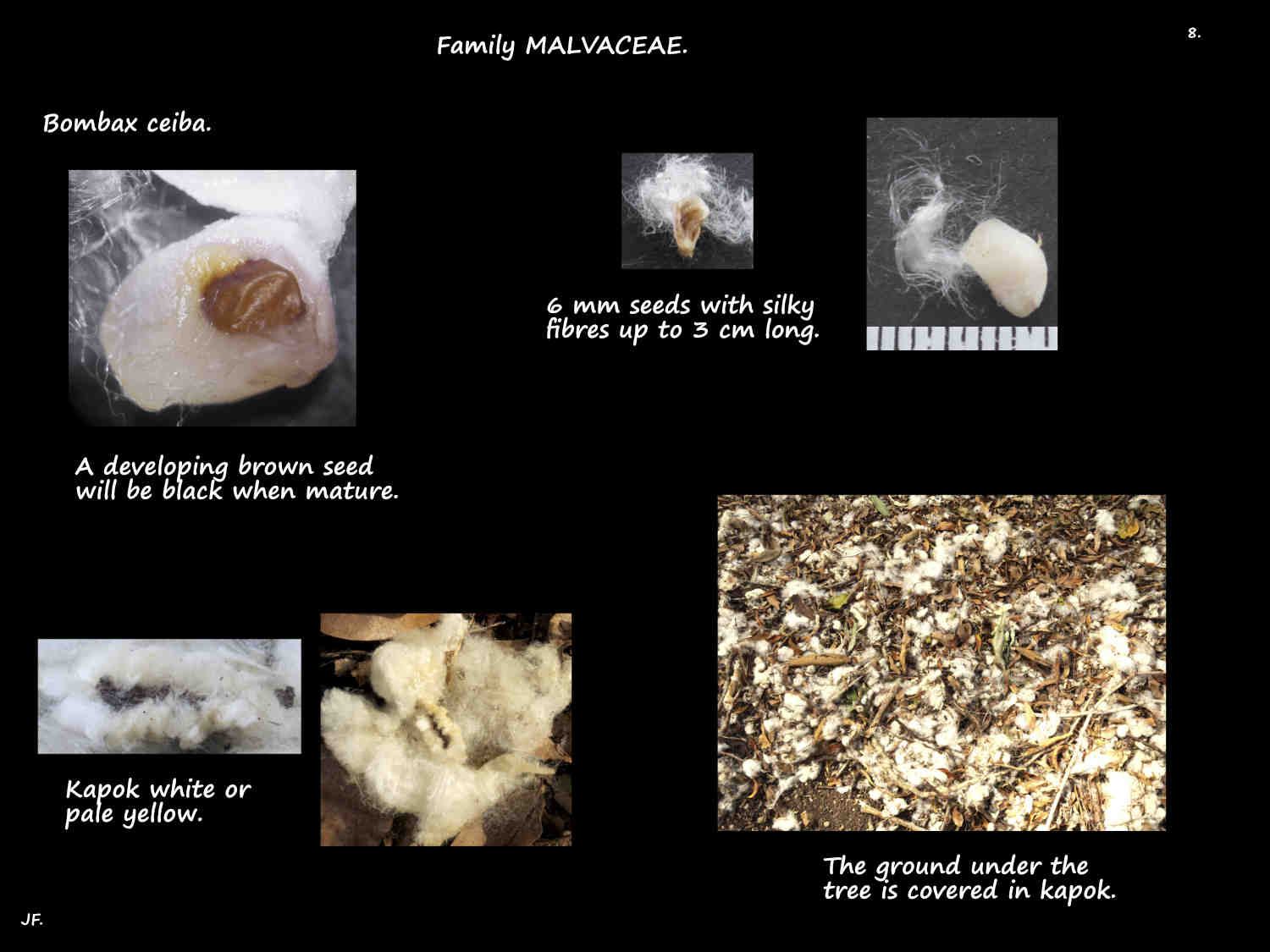 8 Fibres on Bombax ceiba seeds