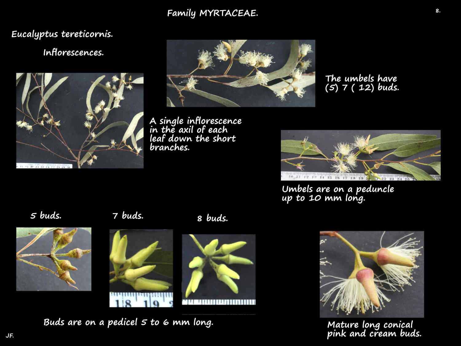 8 Forest Red gum inflorescences