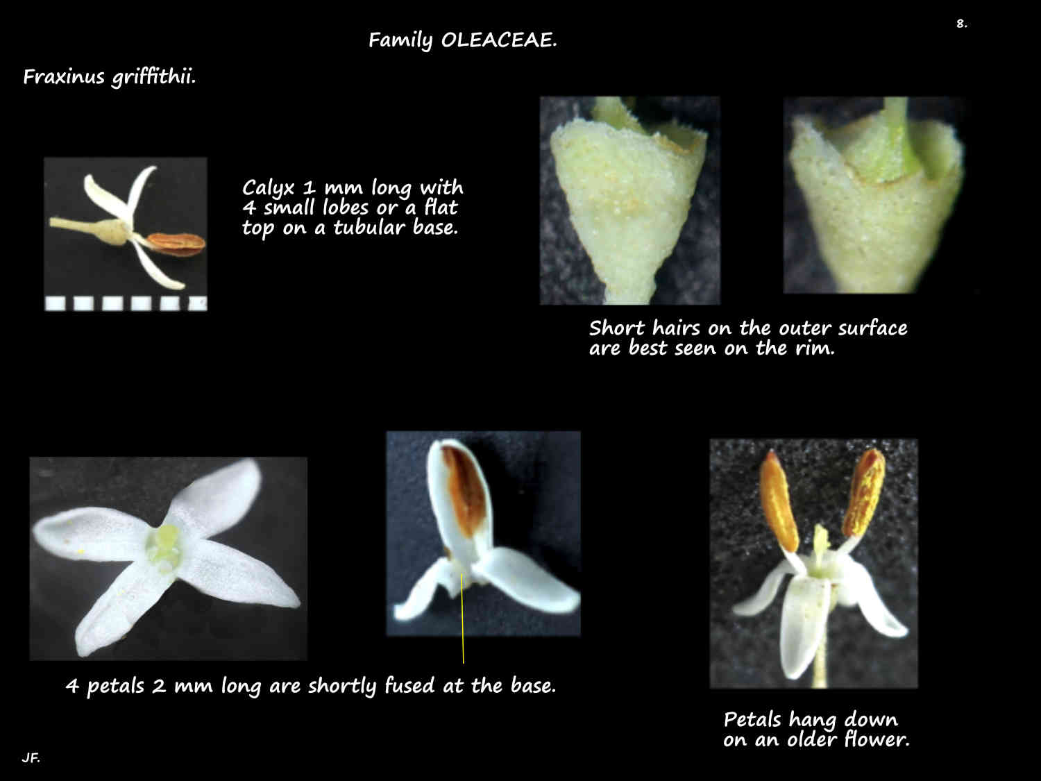 8 Fraxinus griffithii sepals & petals