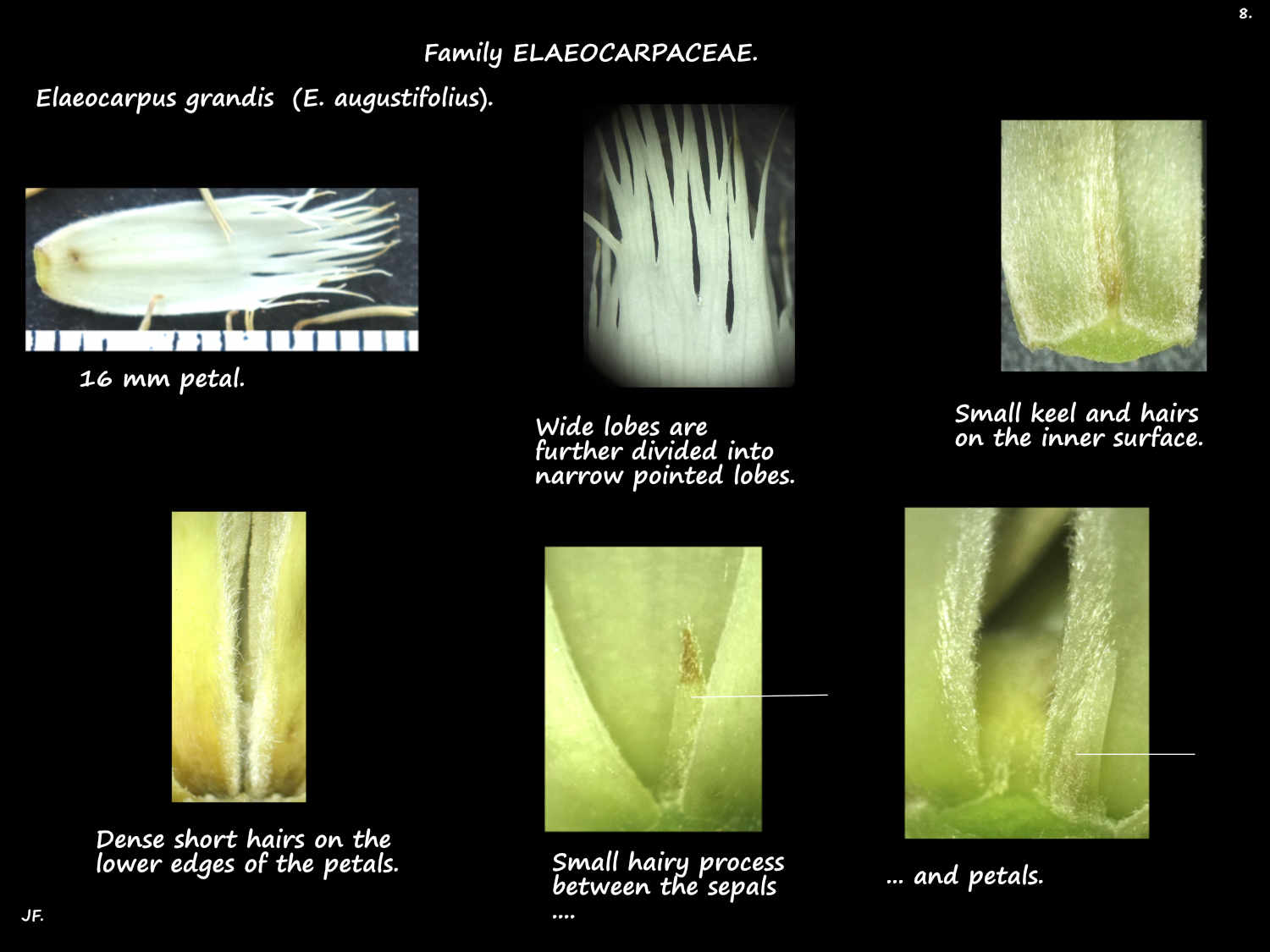 8 Fringed Elaeocarpus grandis petals