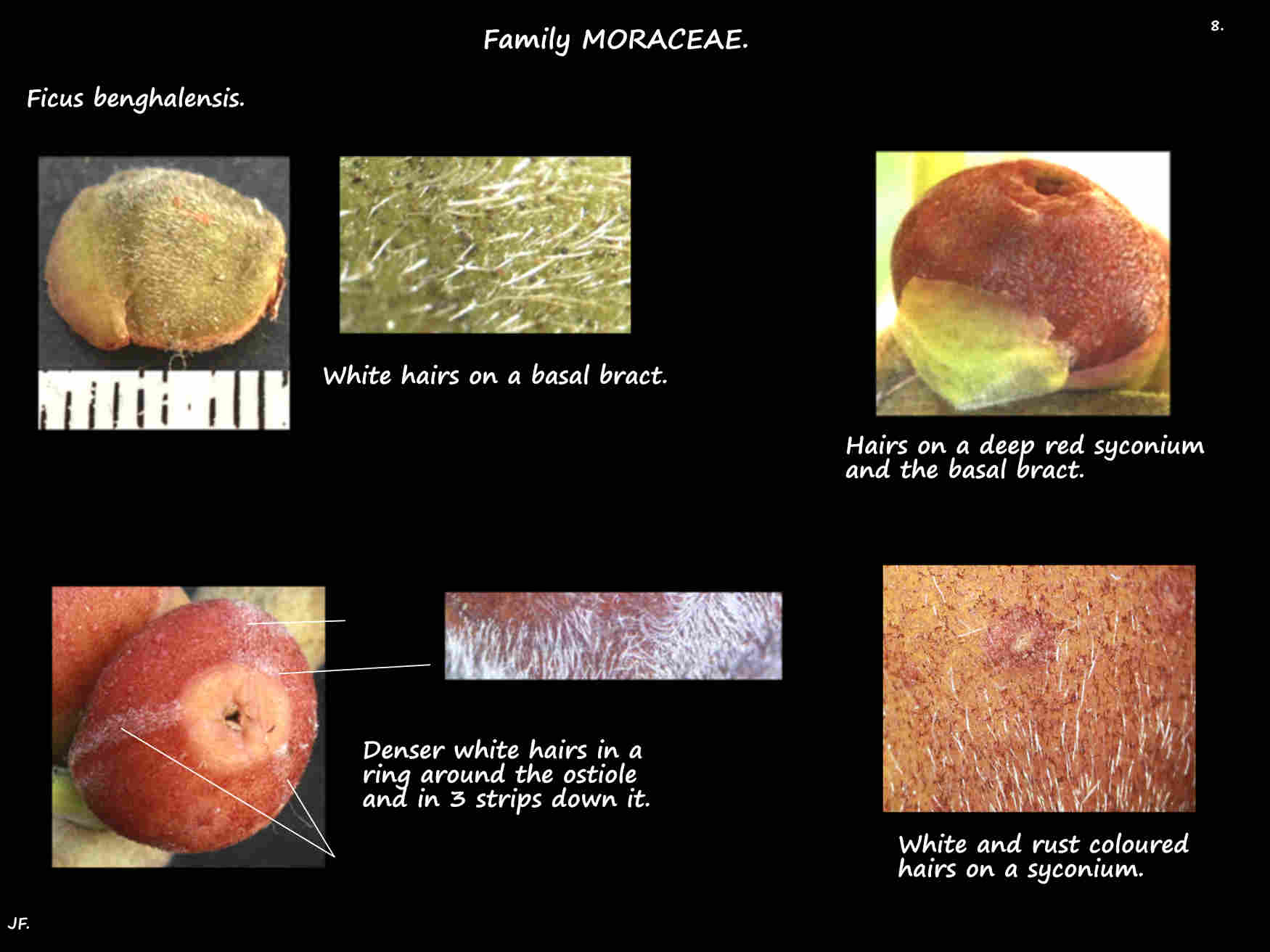 8 Hairs on Ficus benghalensis syconia