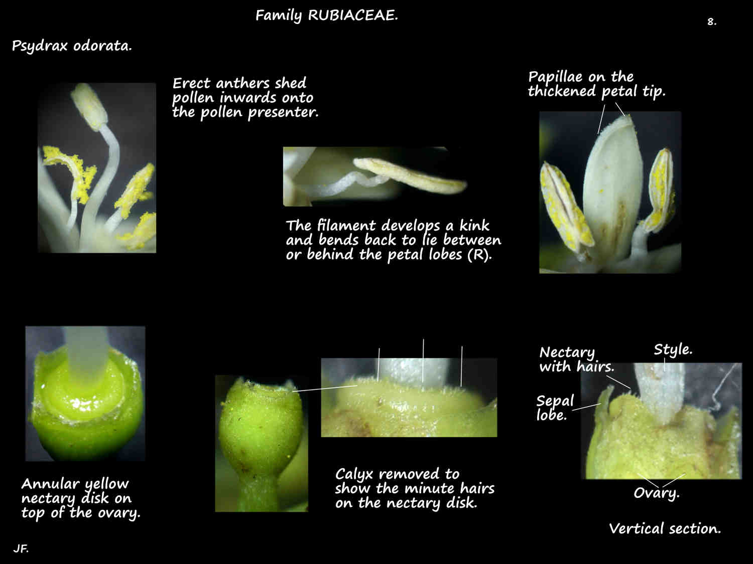 8 Hairs on the Psydrax odorata nectary disk