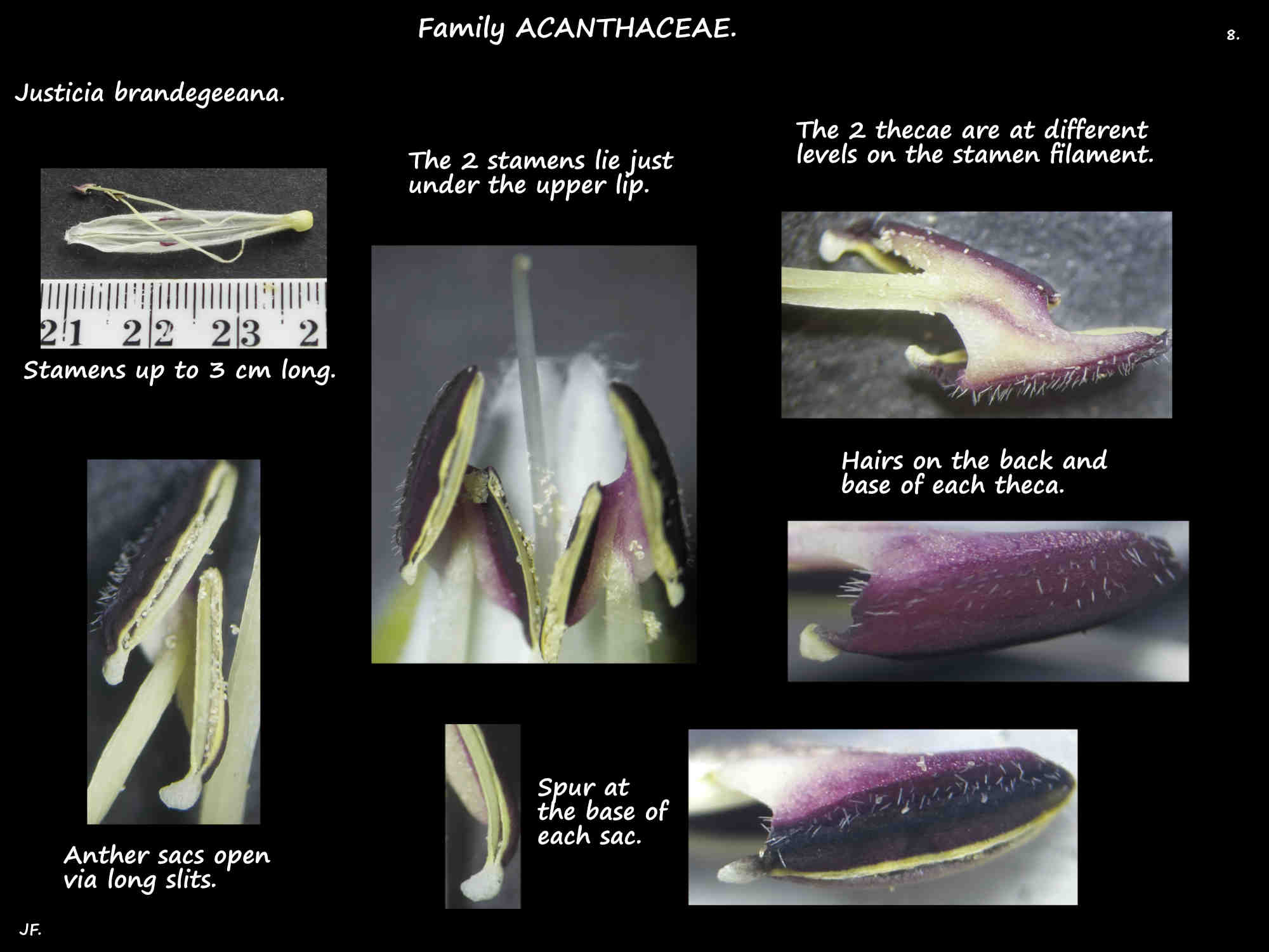 8 Hairs & spurs on Justicia brandegeeana anthers