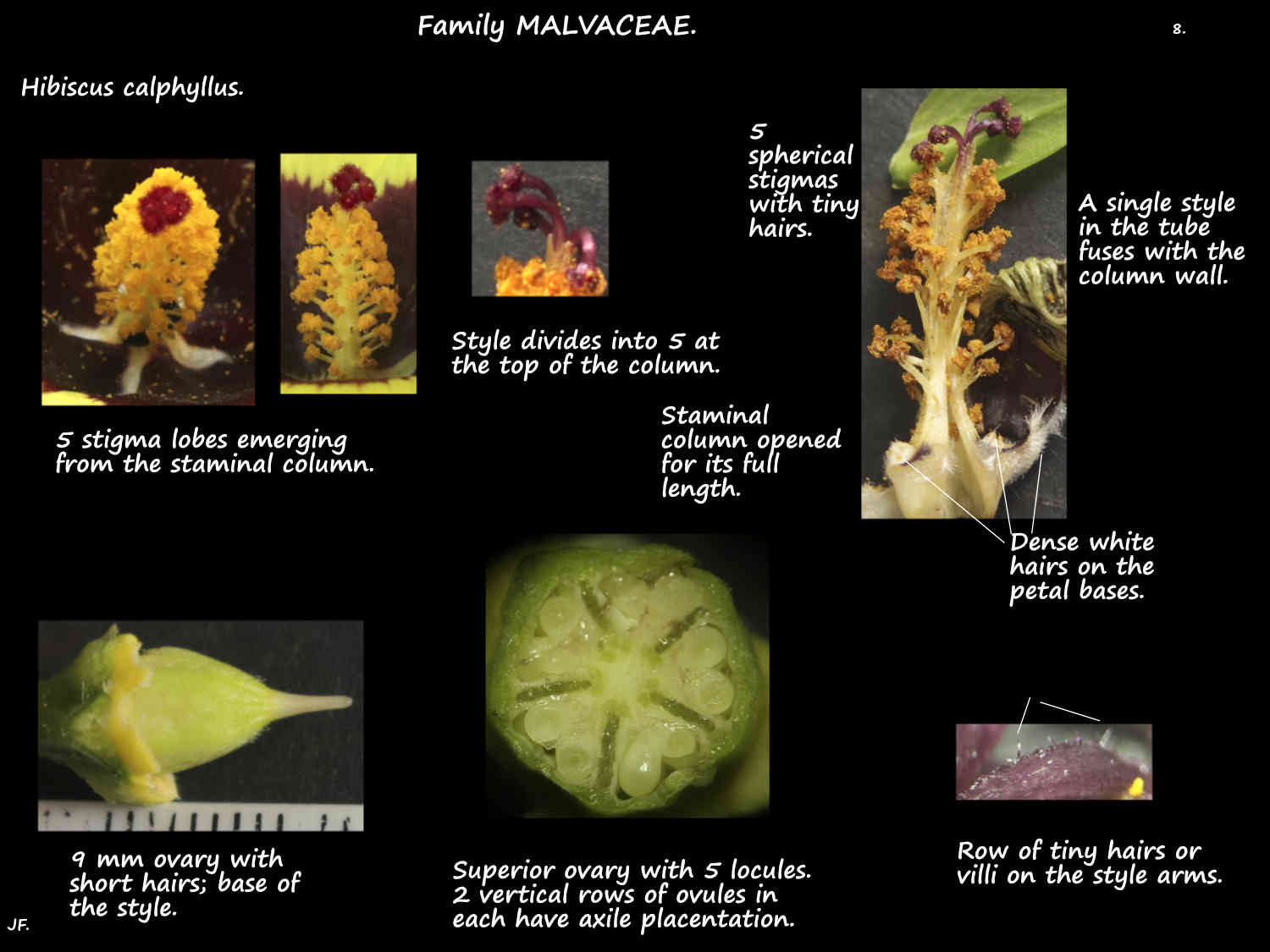8 Hibiscus calyphyllus ovary