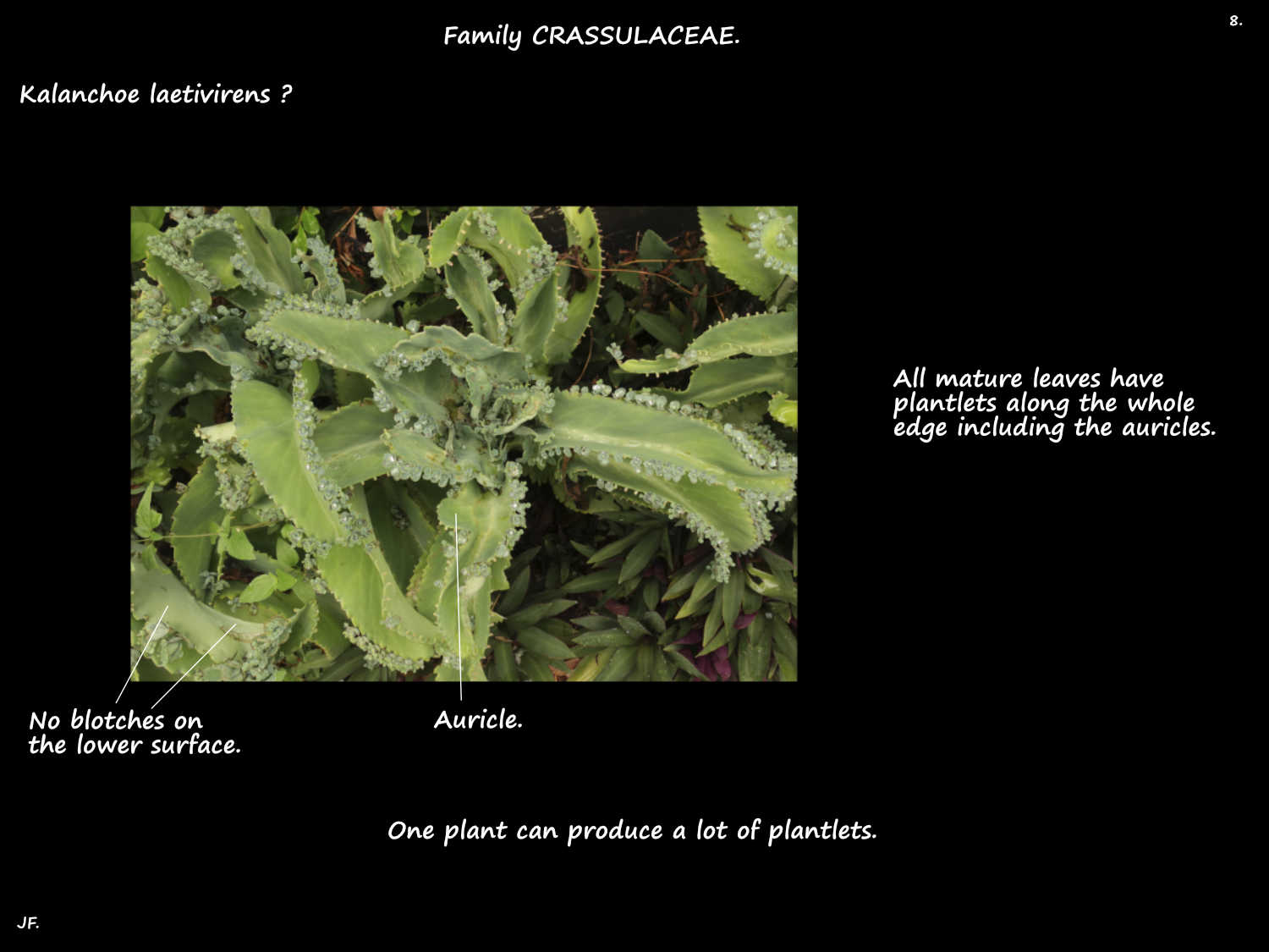 8 Kalanchoe plant with plantlets