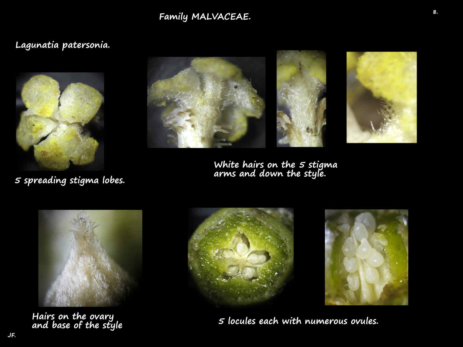 8 Lagunaria patersonia stigma & ovary