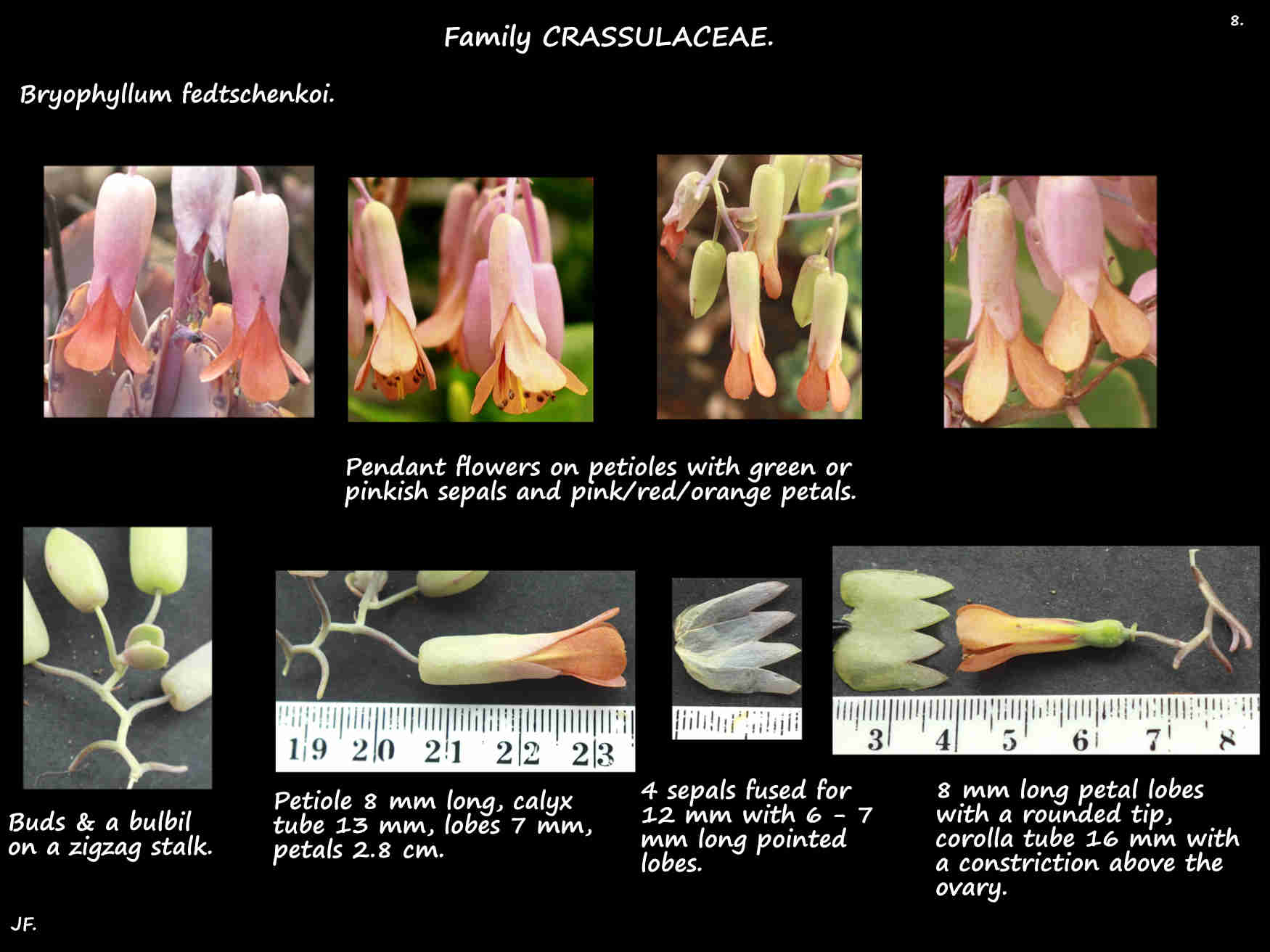 8 Lavender scallop flowers