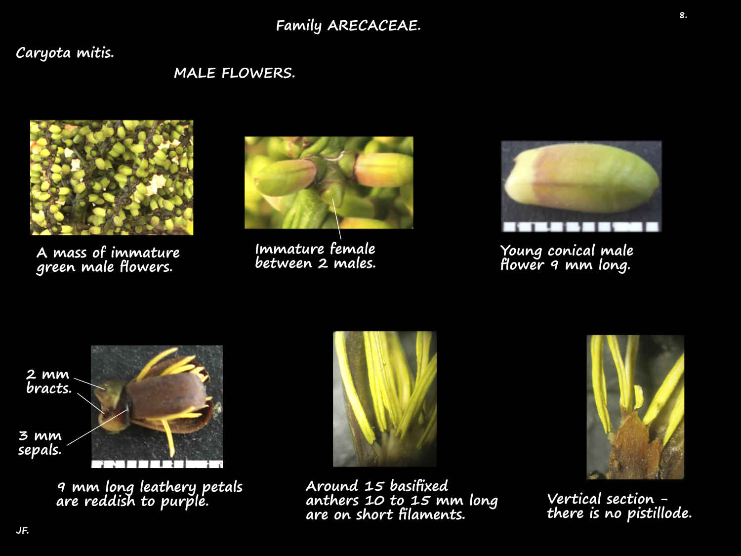 8 Male Caryota mitis flowers