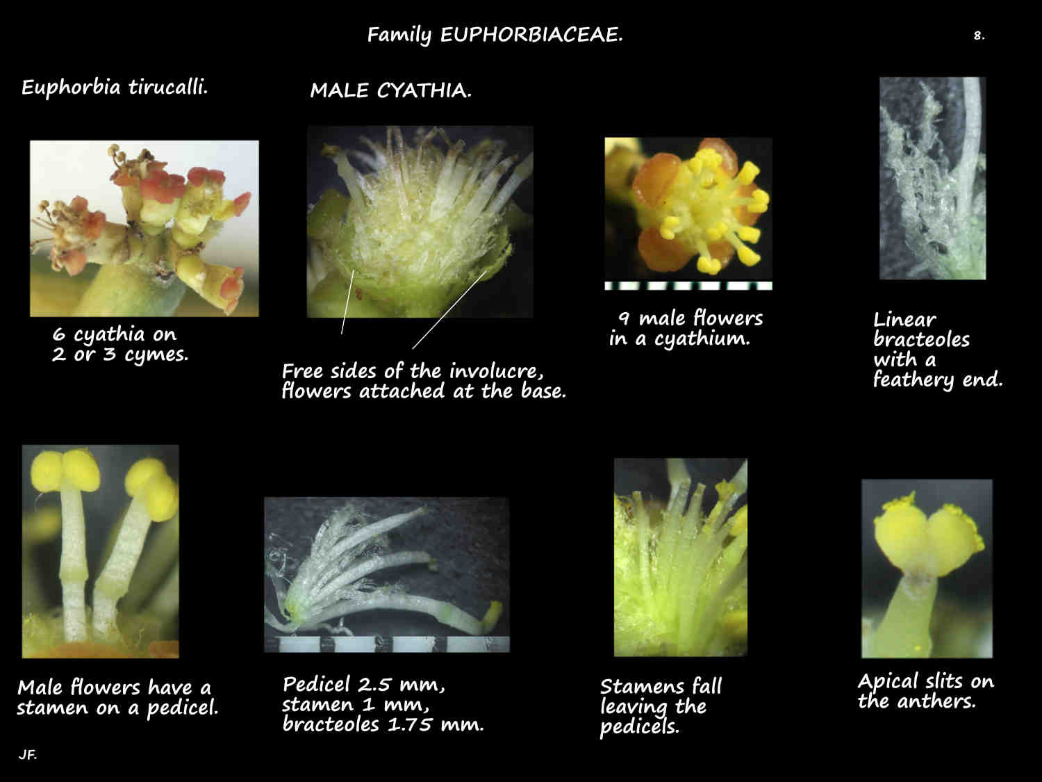 8 Male Euphorbia tirucalli flowers