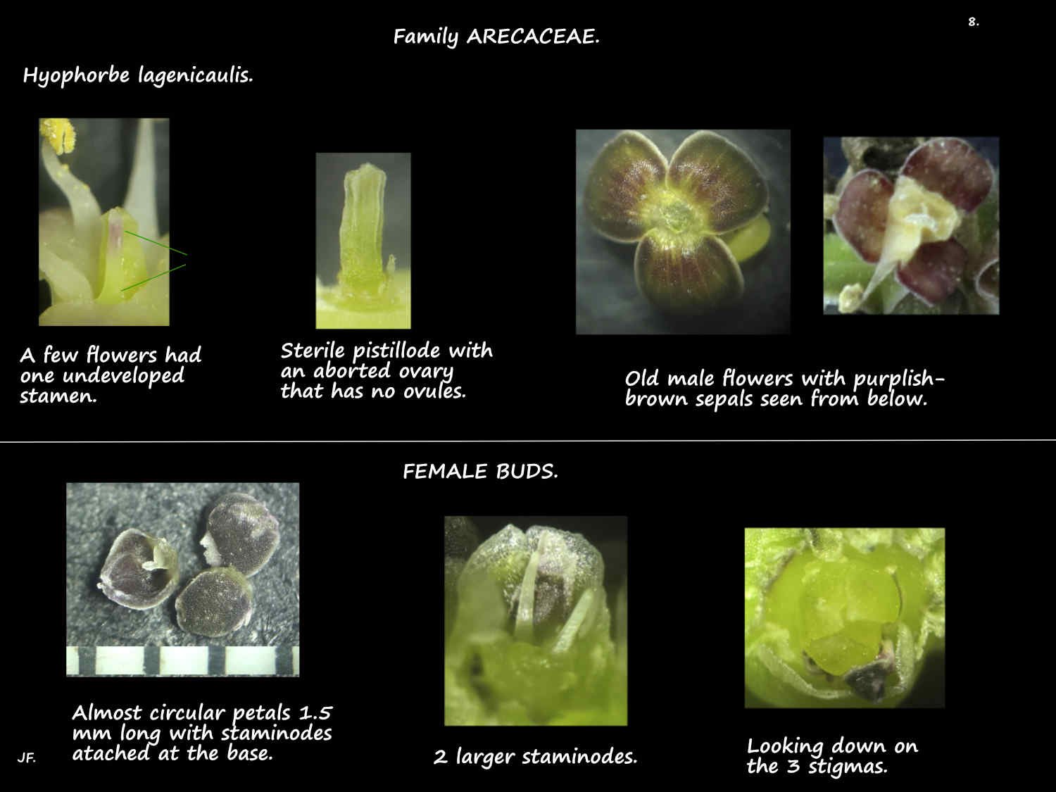 8 Male Hyophorbe lagenicaulis pistillode & female budsjpg