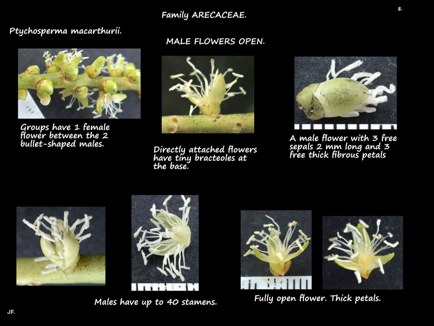 8 Male Ptychosperma macarthurii flowers