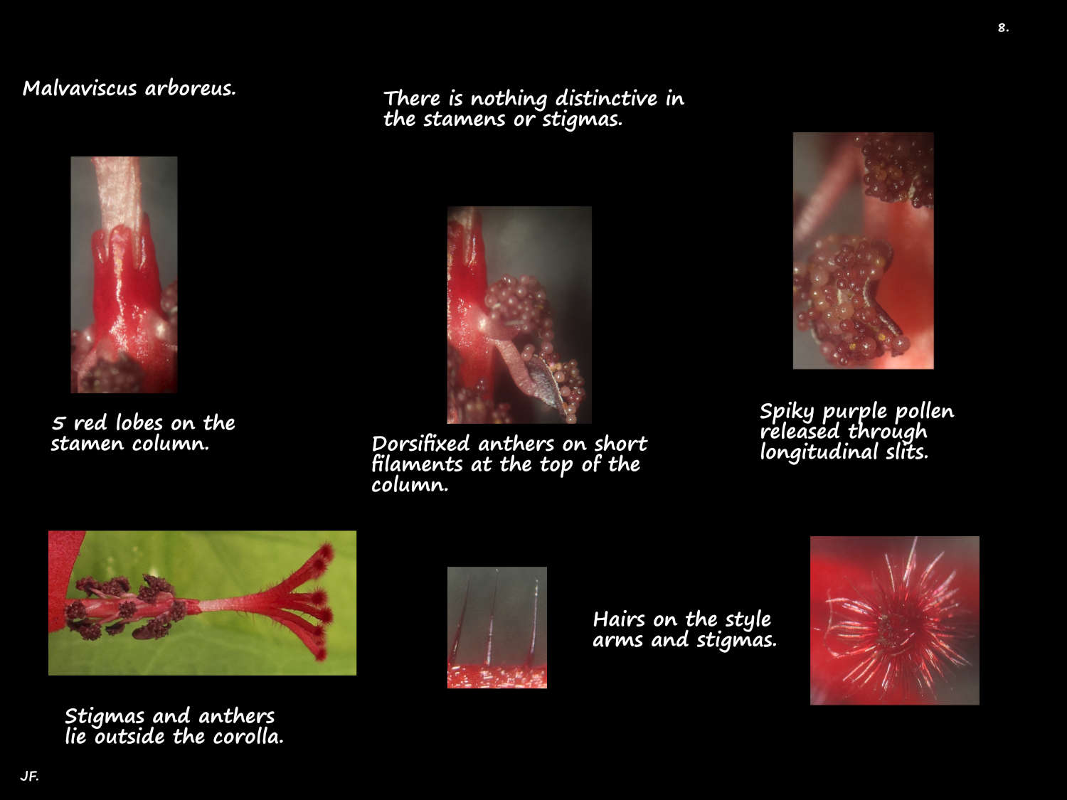 8 Malvaviscus arboreus stamens & stigmas
