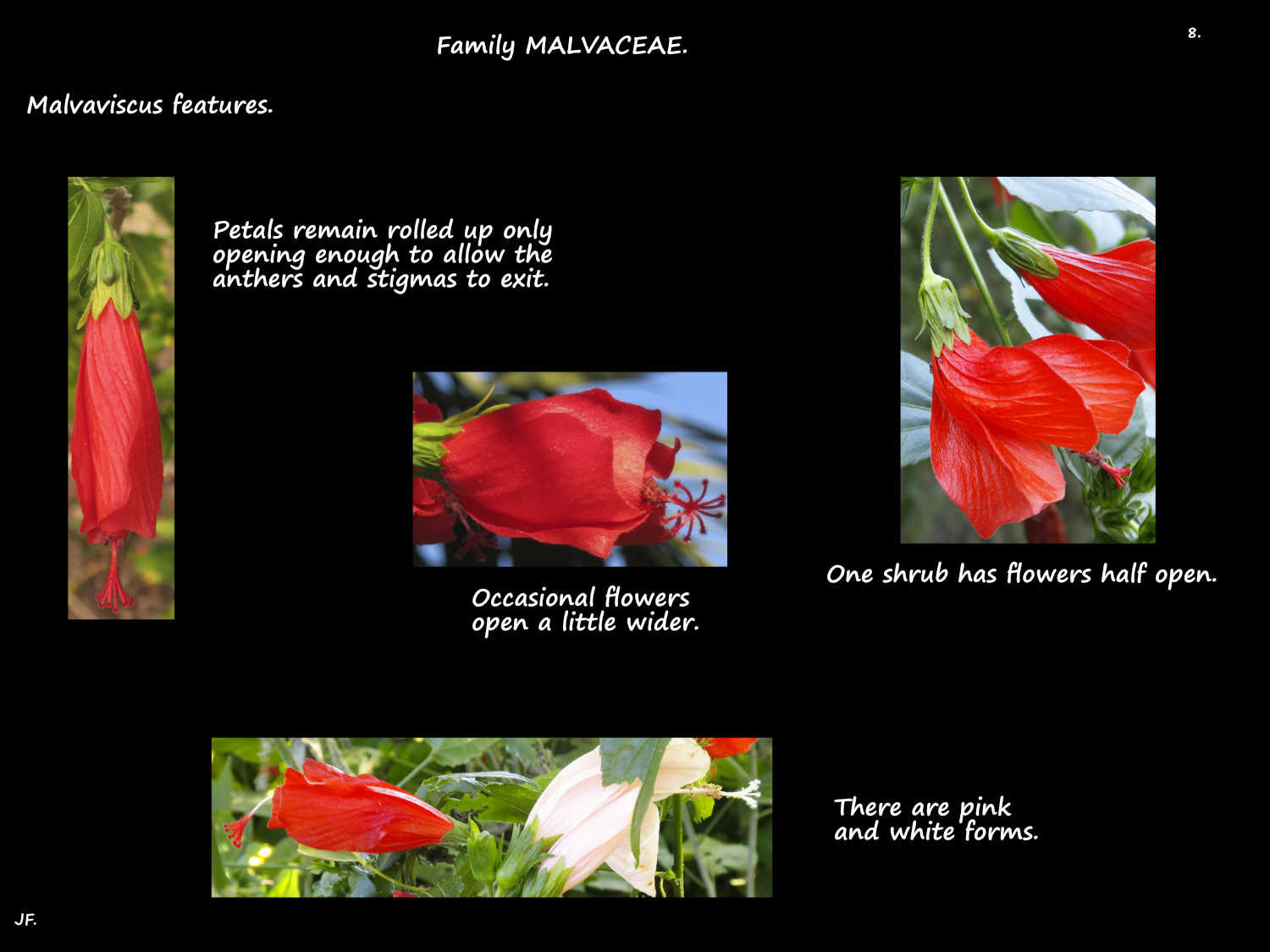 8 Malvaviscus corollas