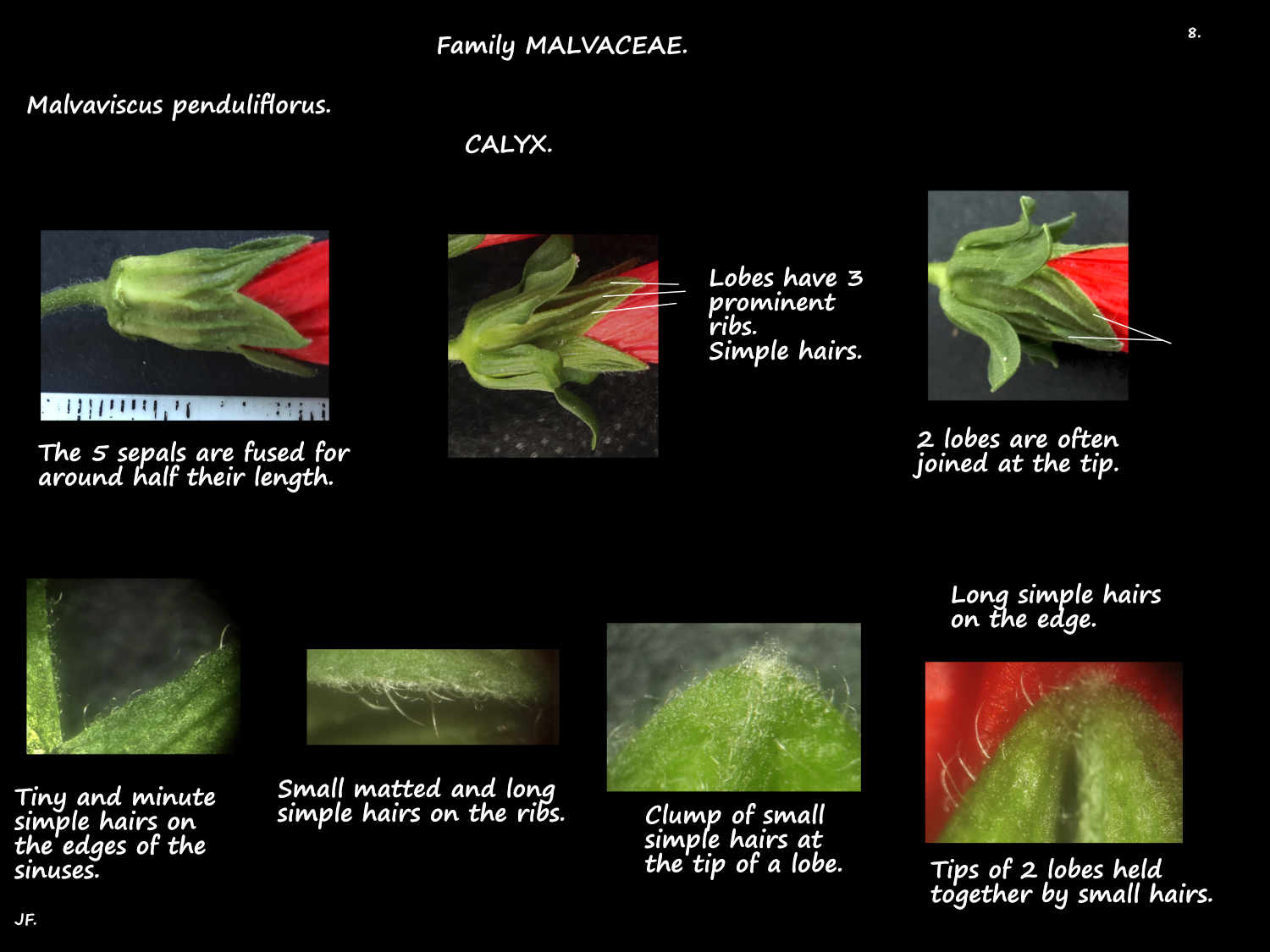 8 Malvaviscus penduliflorus sepals