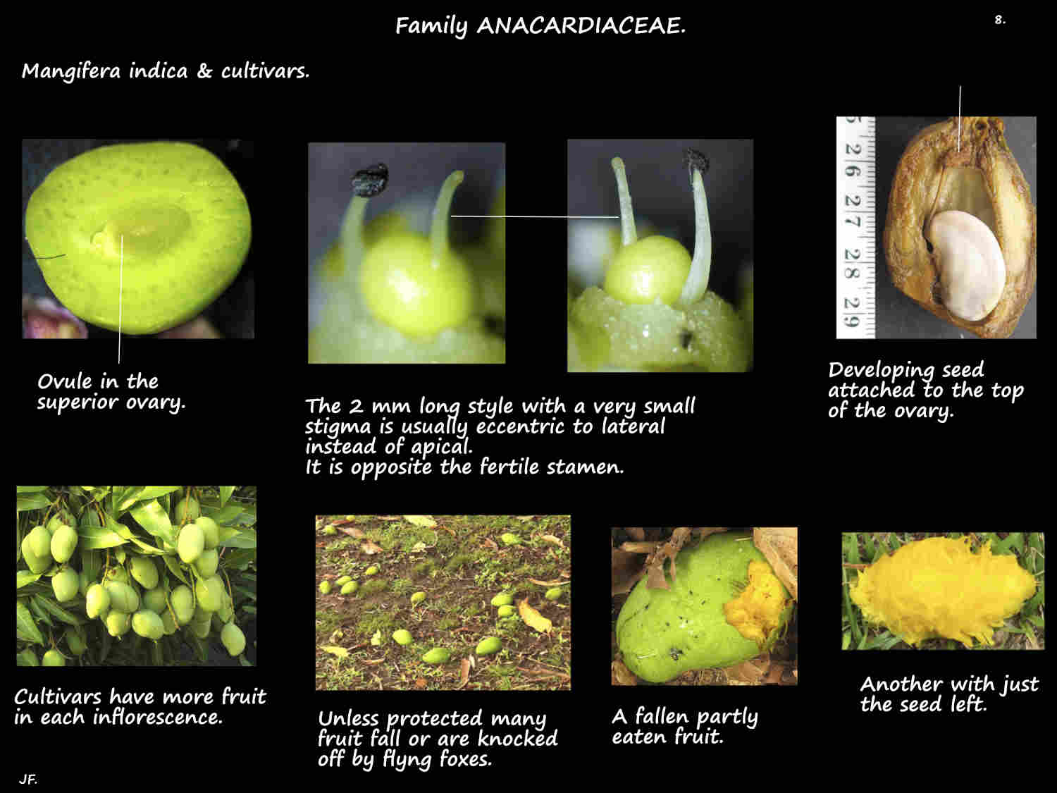 8 Mango ovary & style