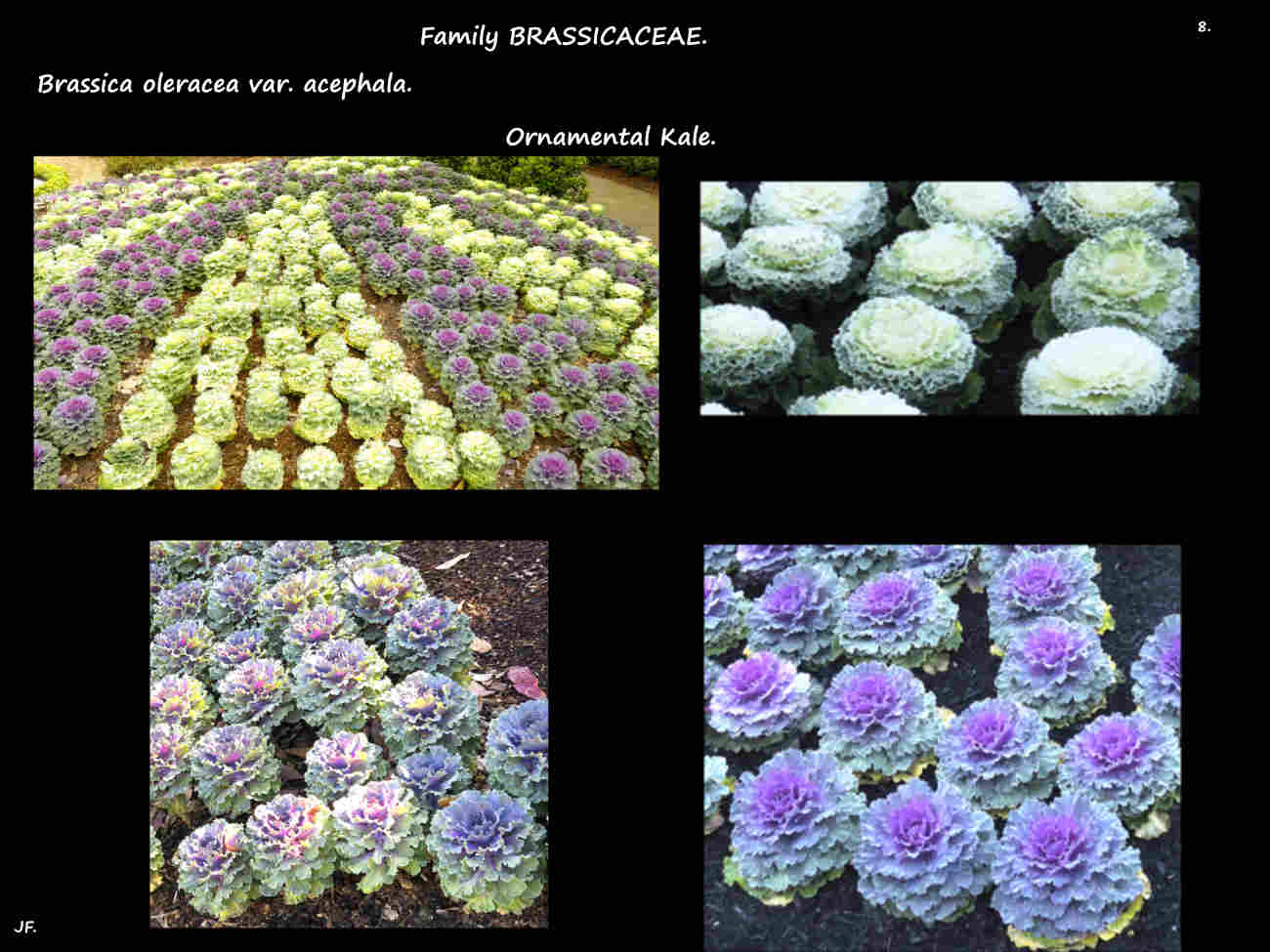8 Massed ornamental kales