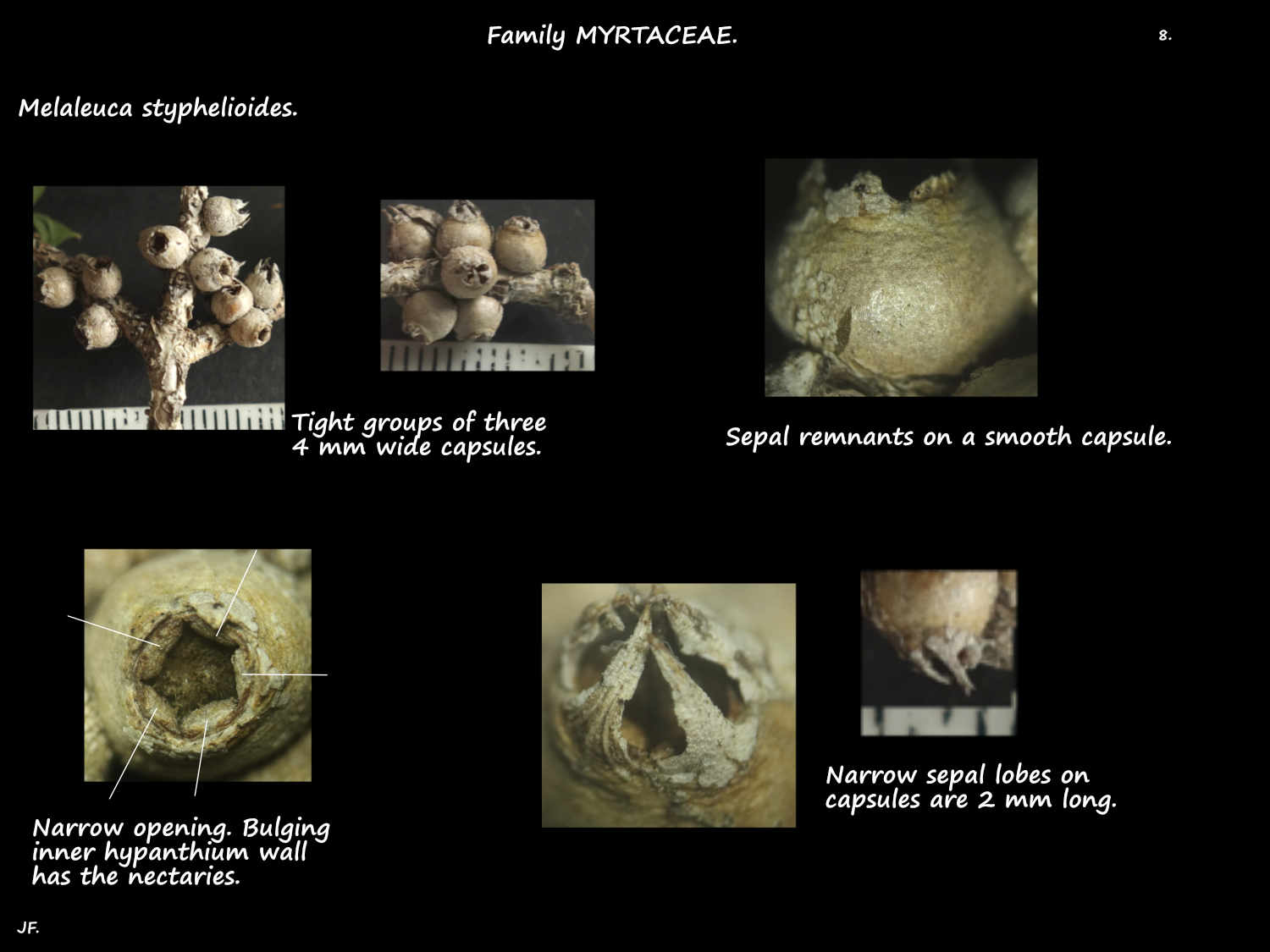 8 Melaleuca styphelioides capsules
