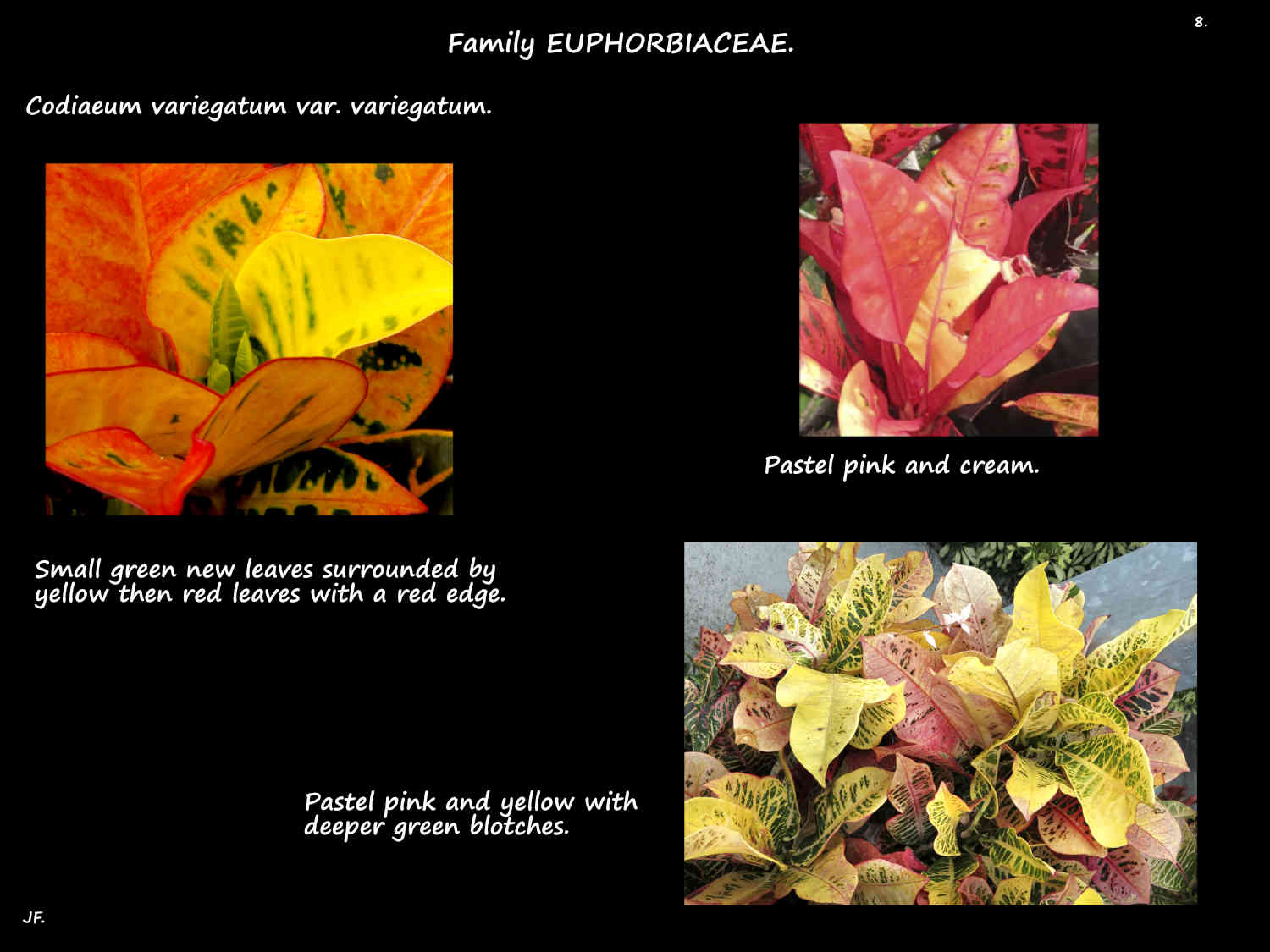 8 More Codiaeum leaf colours