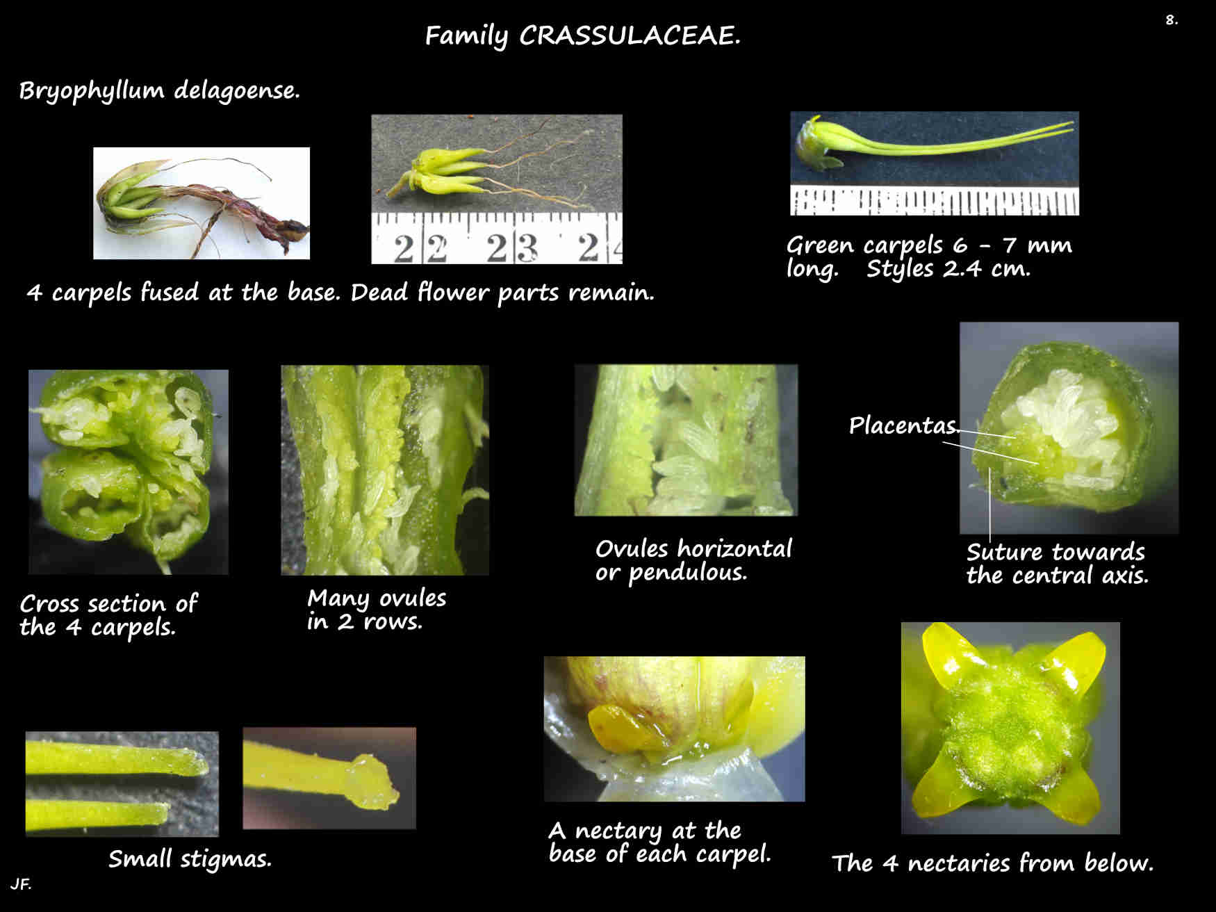 8 Nectaries on the Bryophyllum delagoense ovary