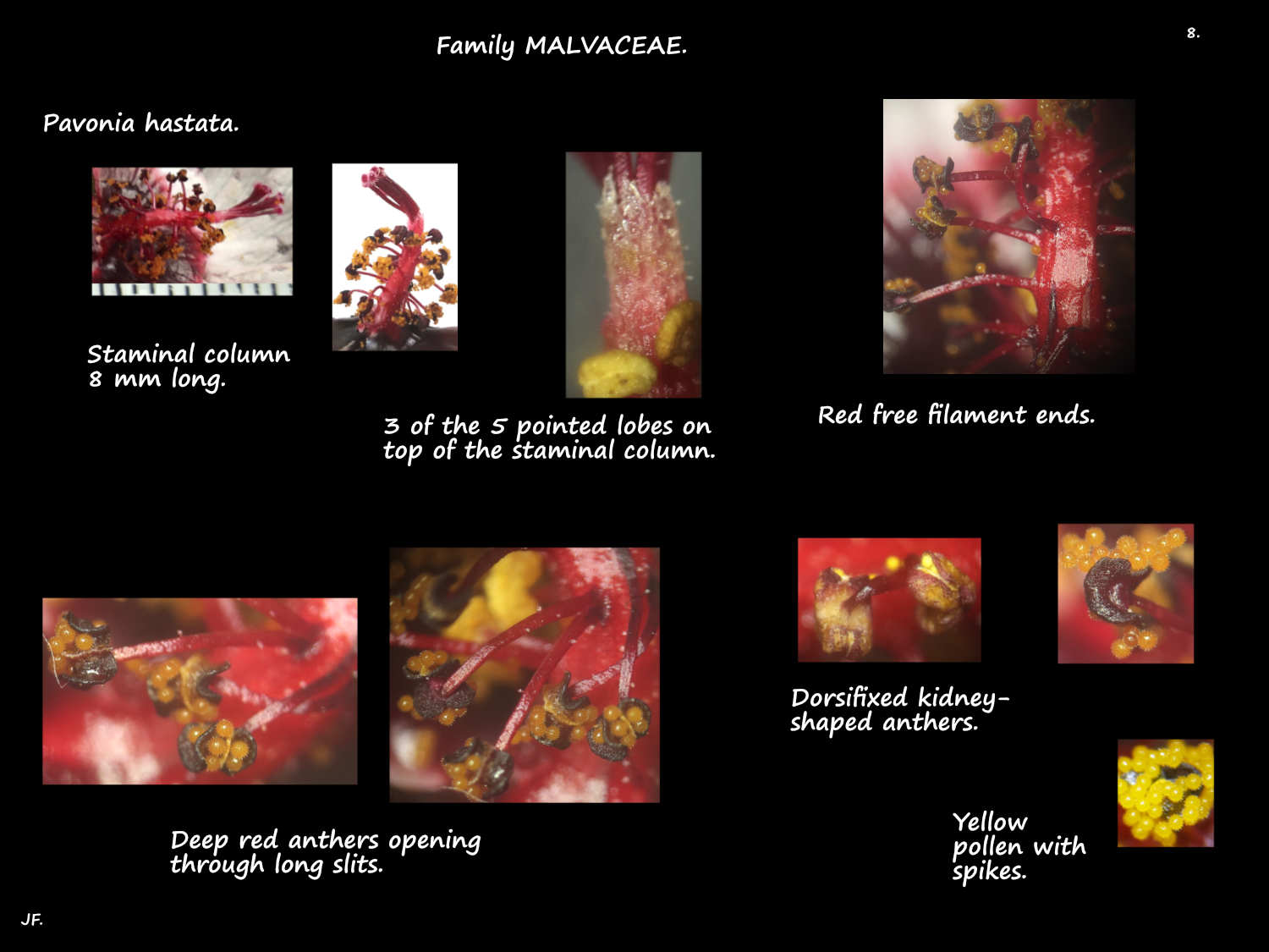 8 Pavonia hastata staminal column