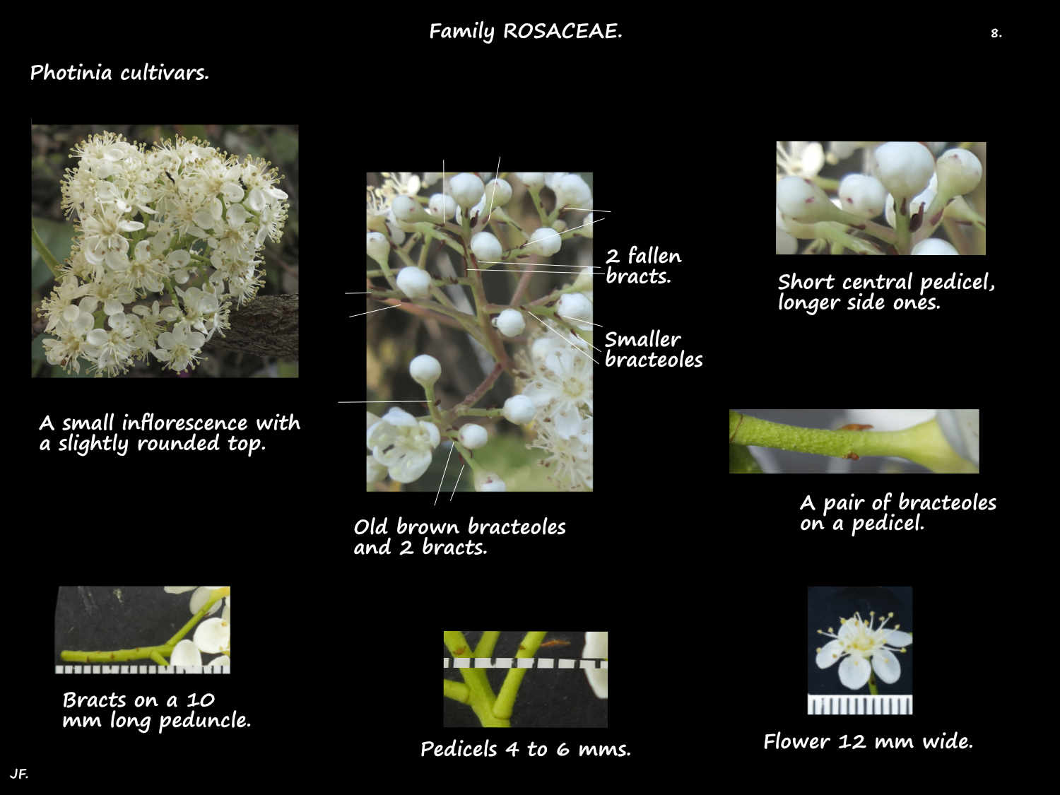 8 Photinia bracts & bracteoles