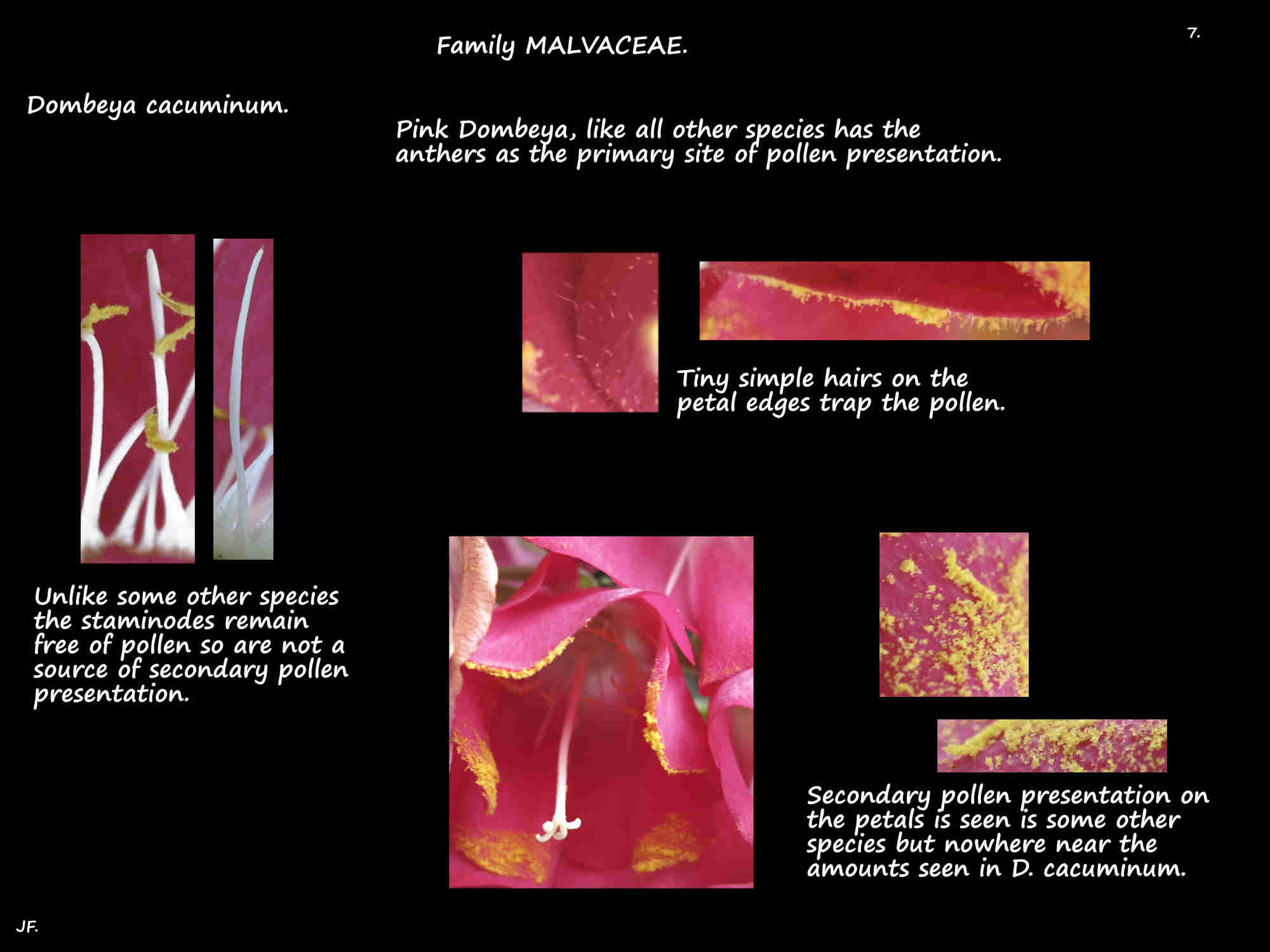 8 Pollen presentation on Dombeya cacuminum petals
