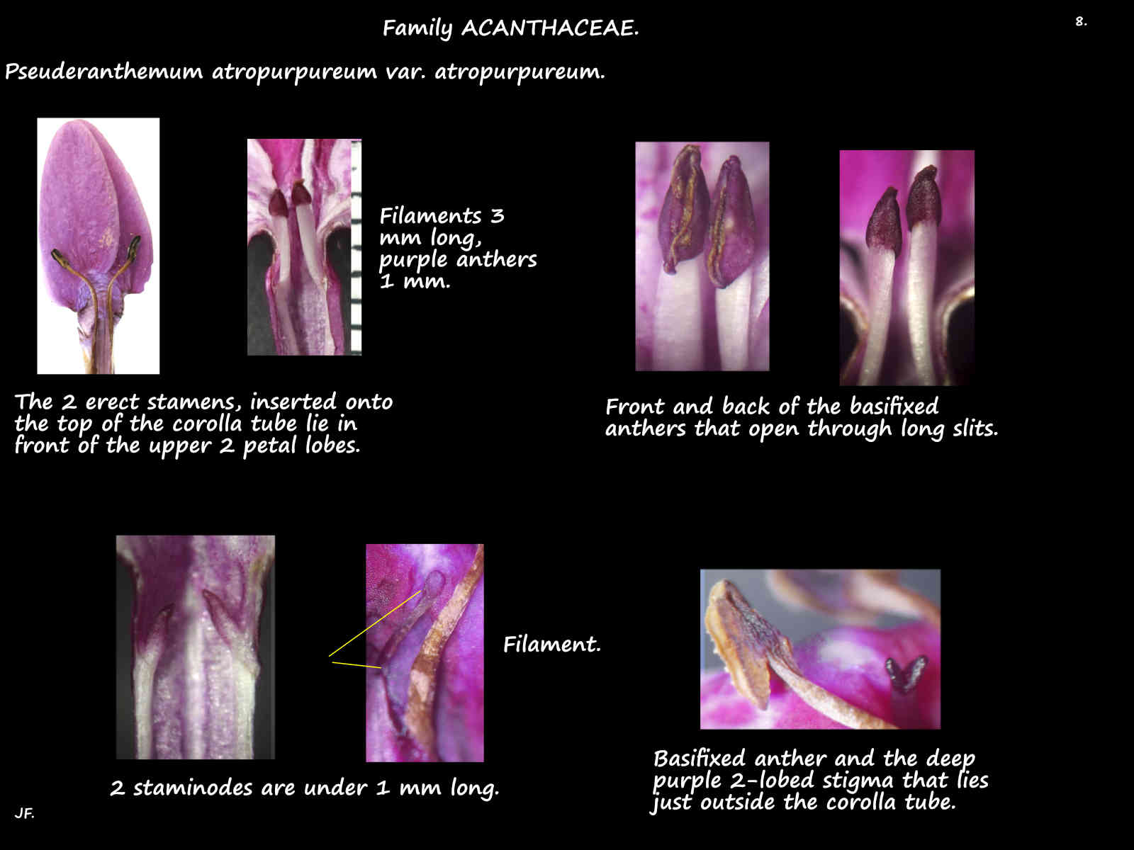 8 Pseuderanthemum 'Atropurpureum' stamens