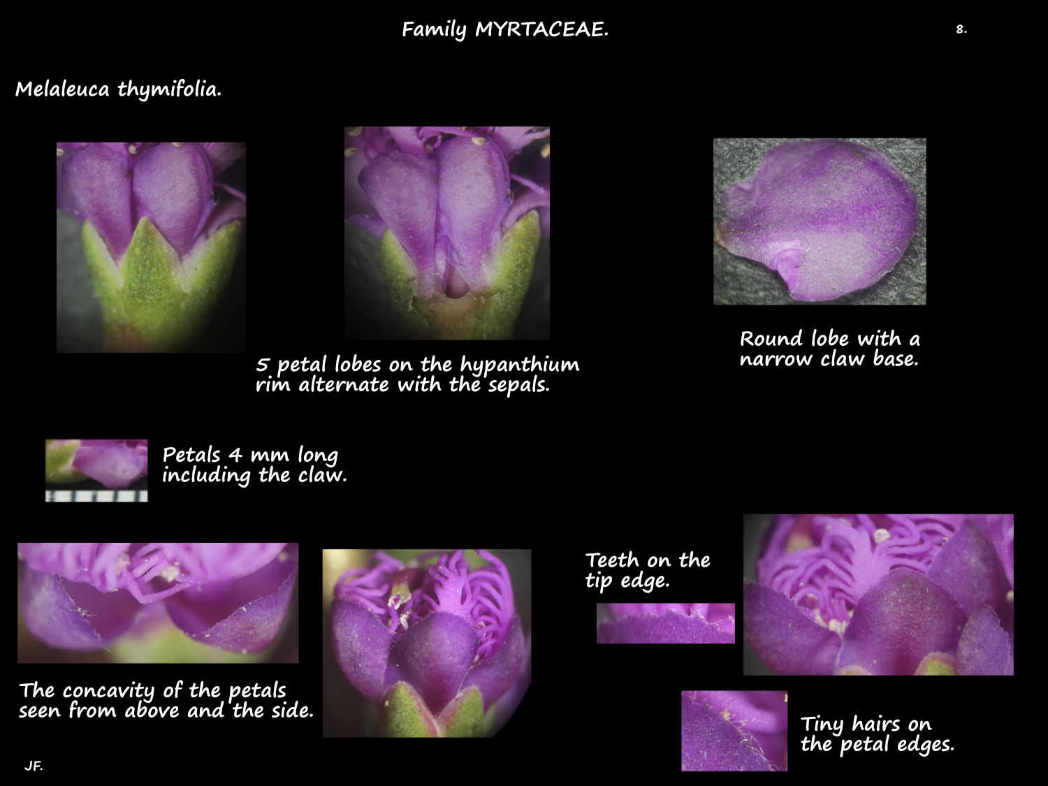 8 Purple Melaleuca thymifolia petals