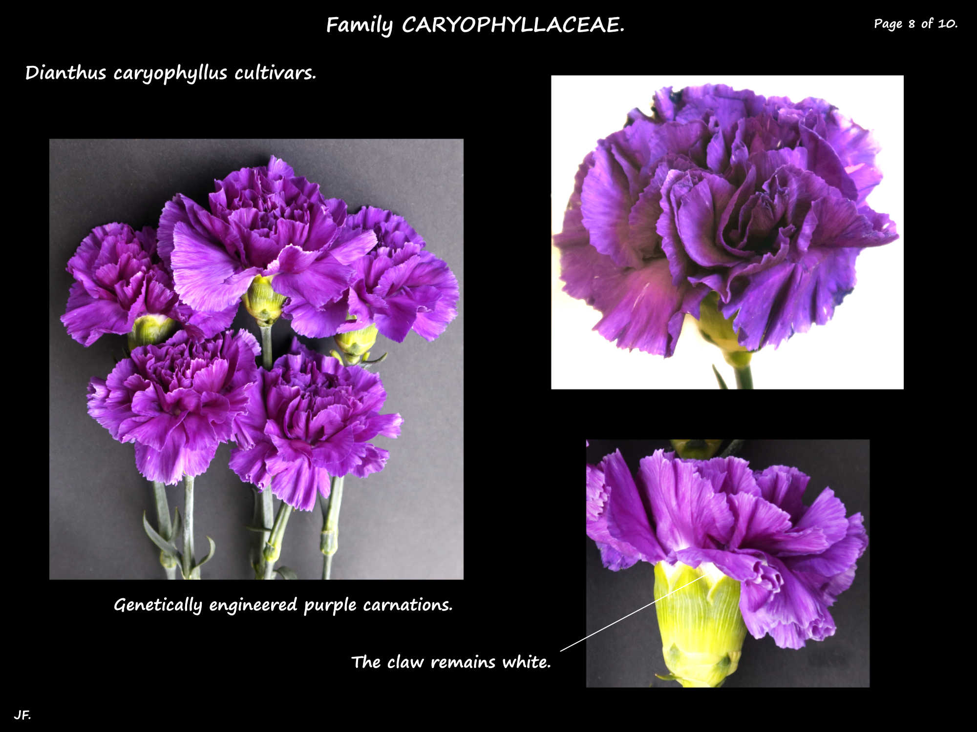 8 Purple standard carnations