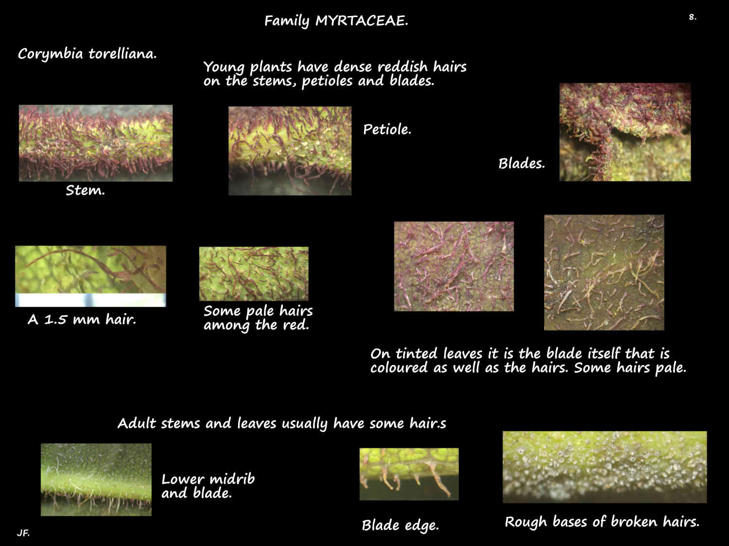 8 Reddish hairs on Corymbia torelliana leaves