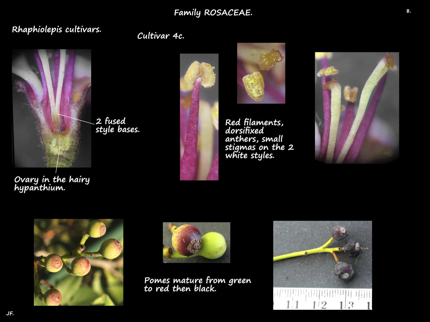 8 Rhaphiolepis cultivar 4c