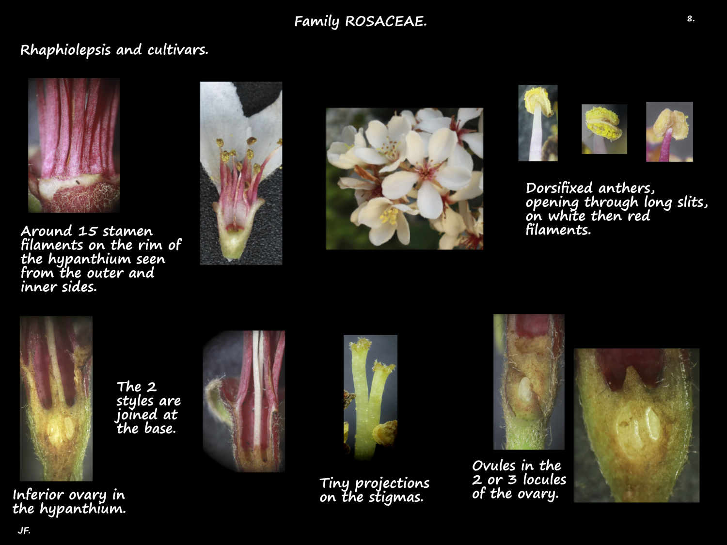 8 Rhaphiolepsis indica stamens & ovary