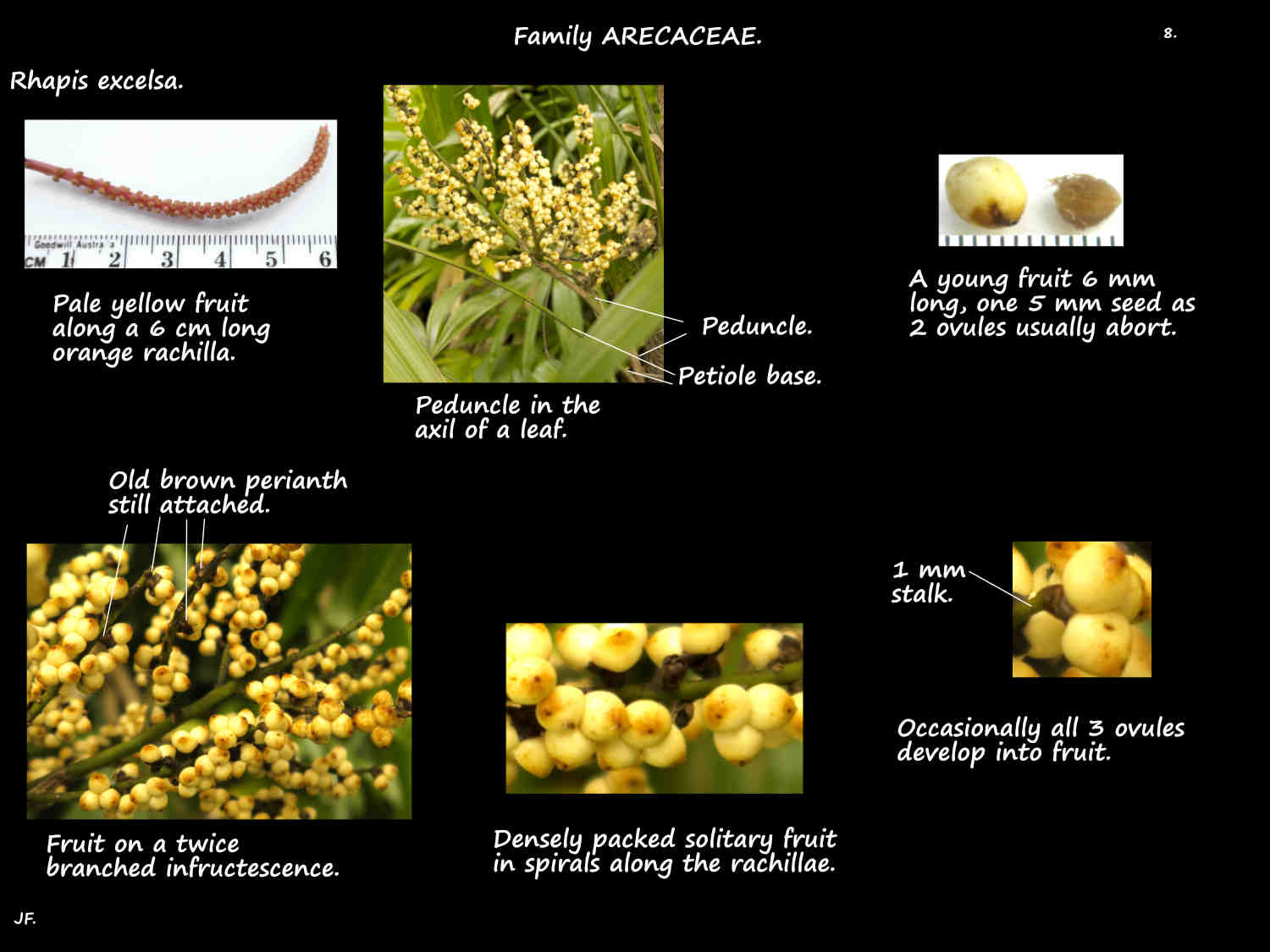 8 Rhapis excelsa fruit