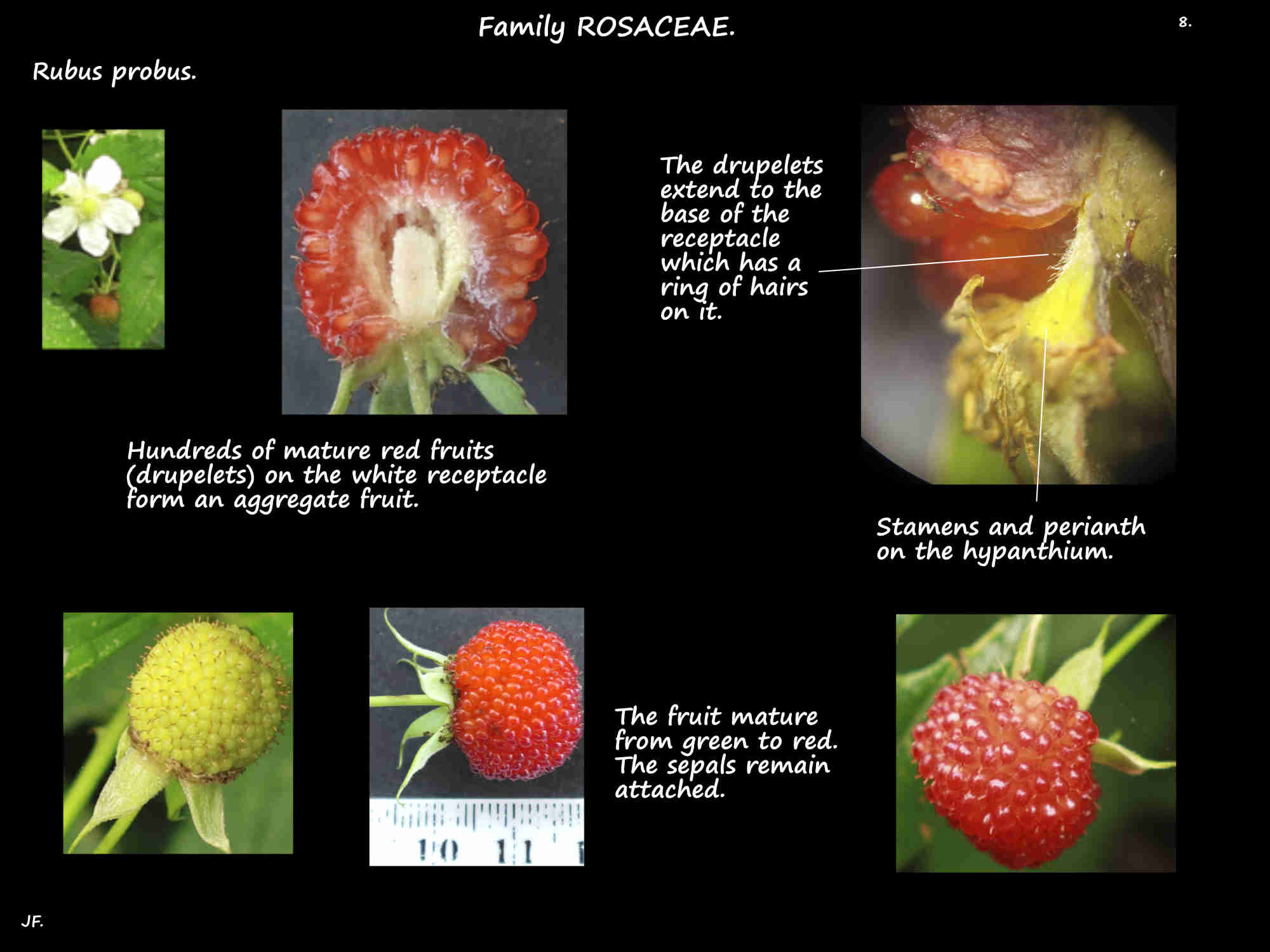 8 Rubus probus druplets in the aggregate fruit