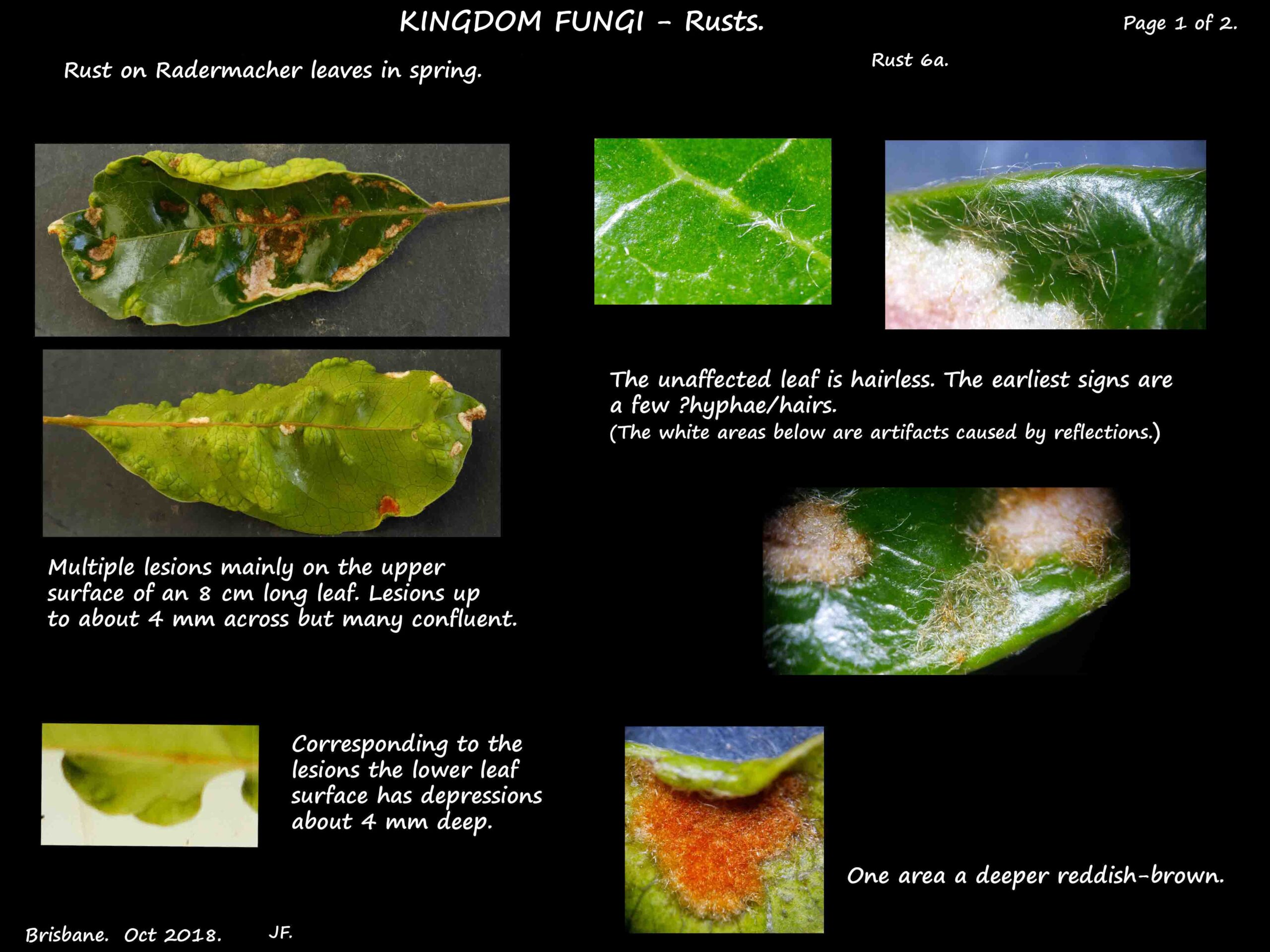 7a Red & white lesions of a rust on a leaf