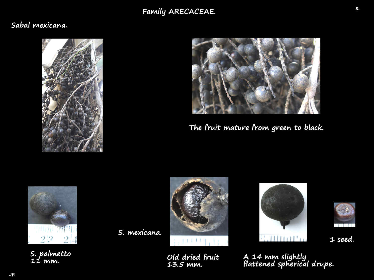 8 Sabal mexicana fruit & seed
