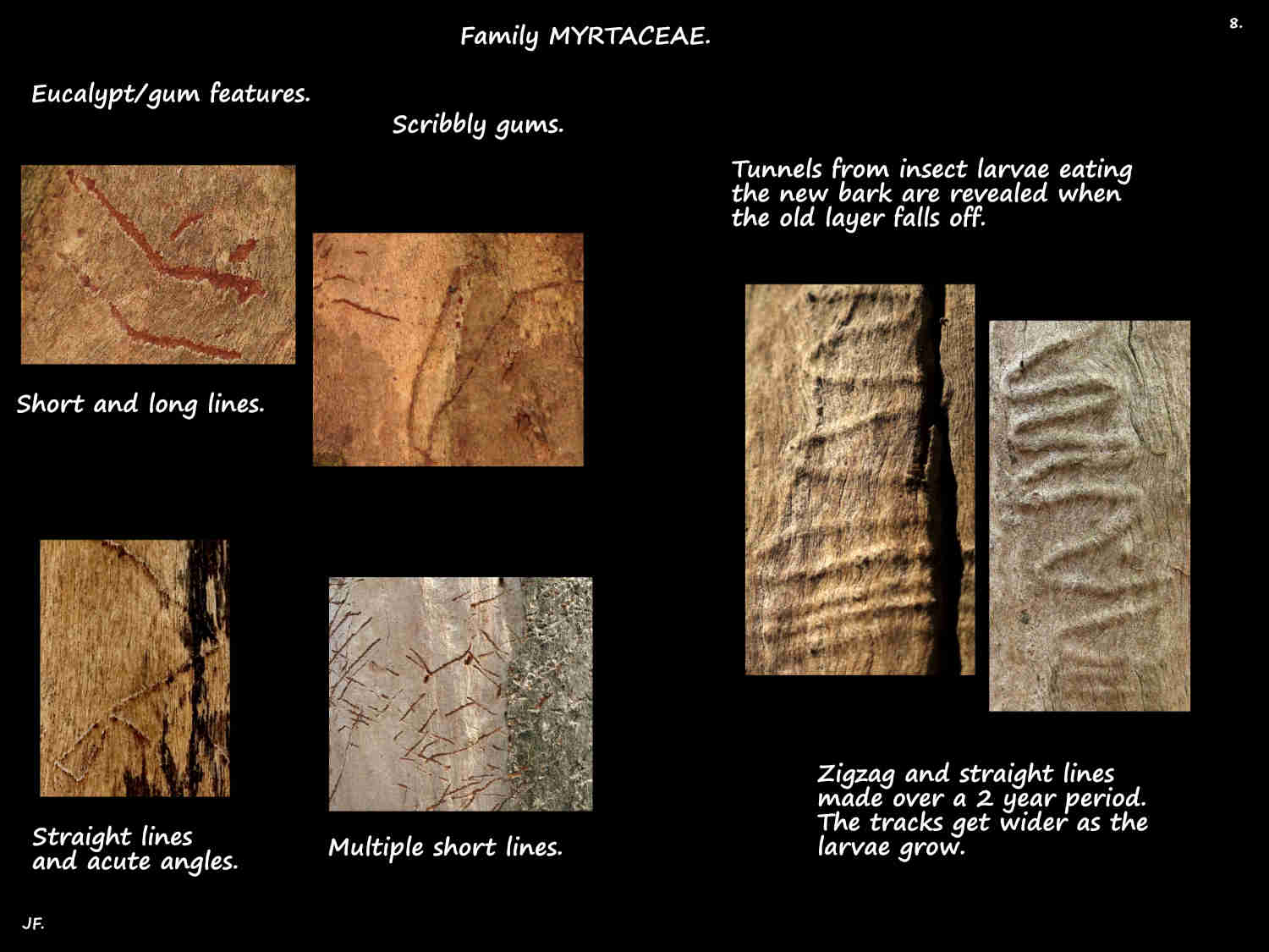 8 Scribbly gum tracks