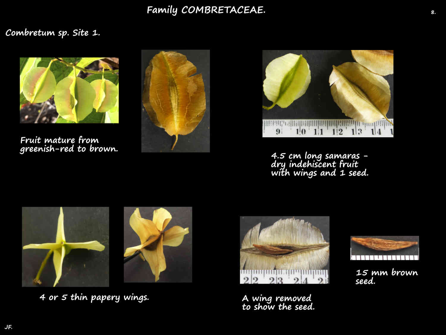 8 Seed in a Combretum samara