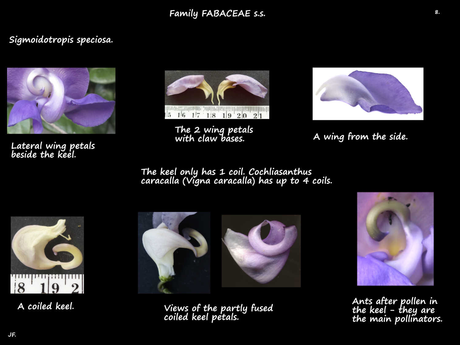 8 Sigmoidotropis speciosa wing & keel petals