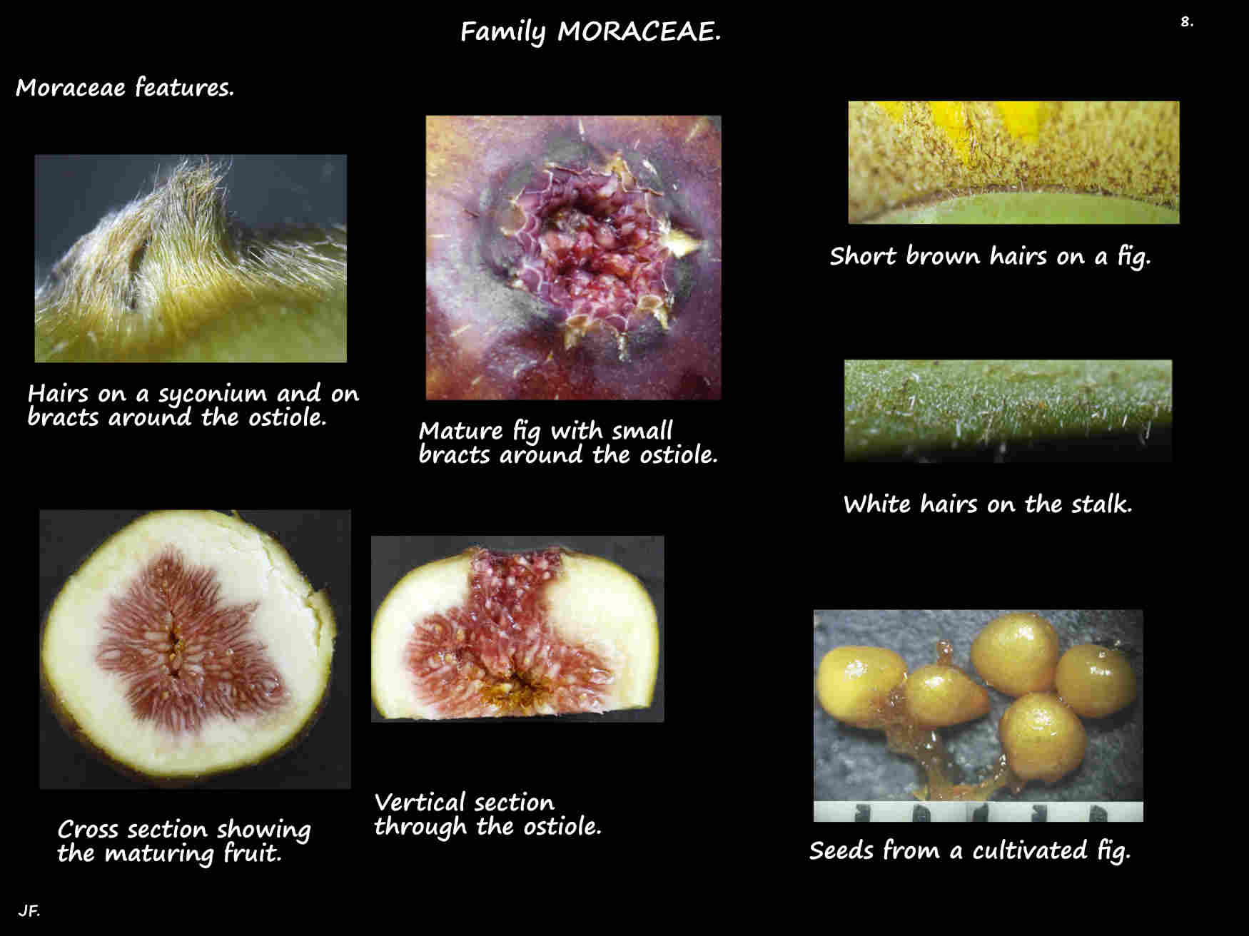 8 Some features of Moraceae fruit