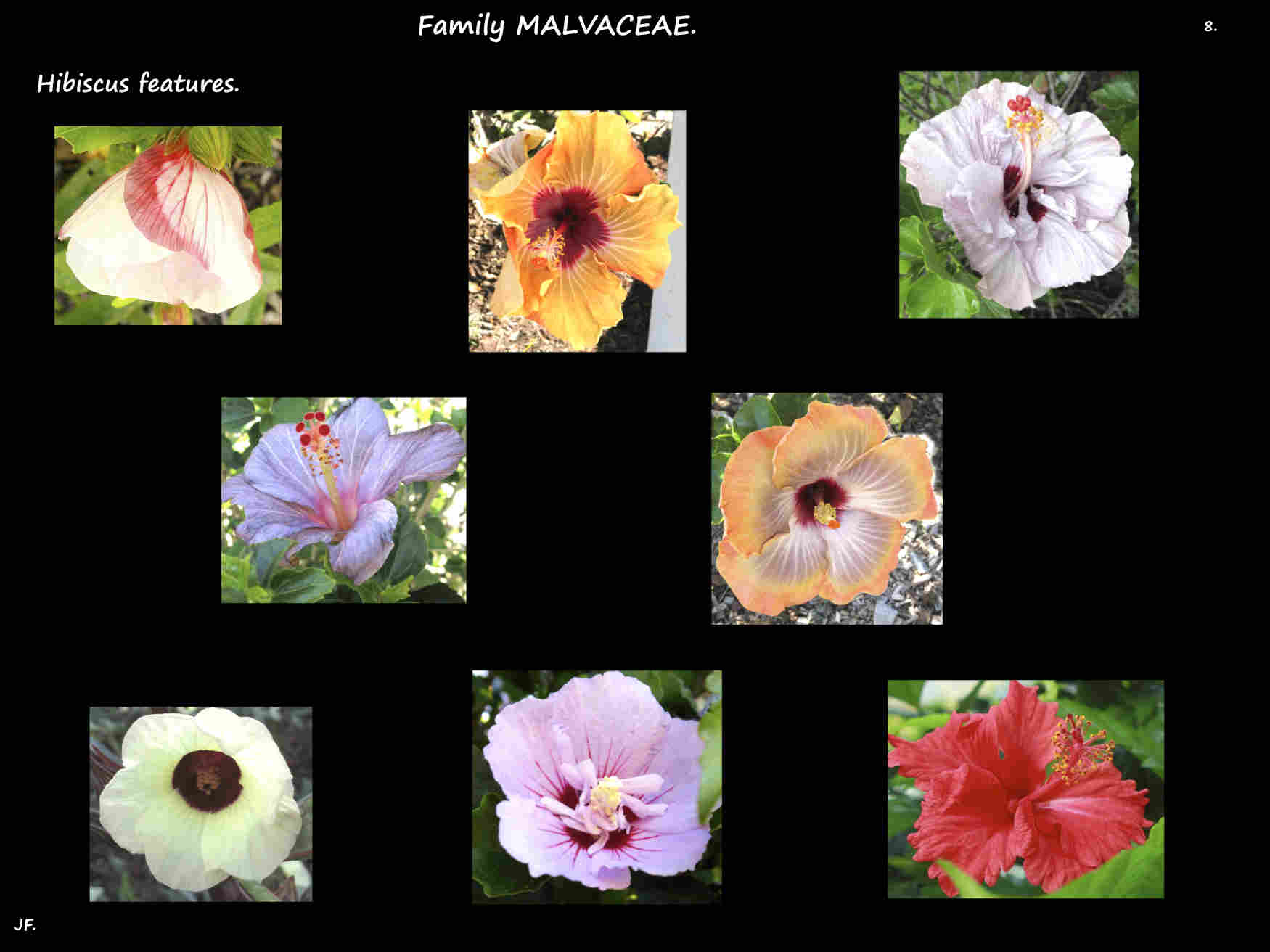8 Some more Hibiscus flower colours