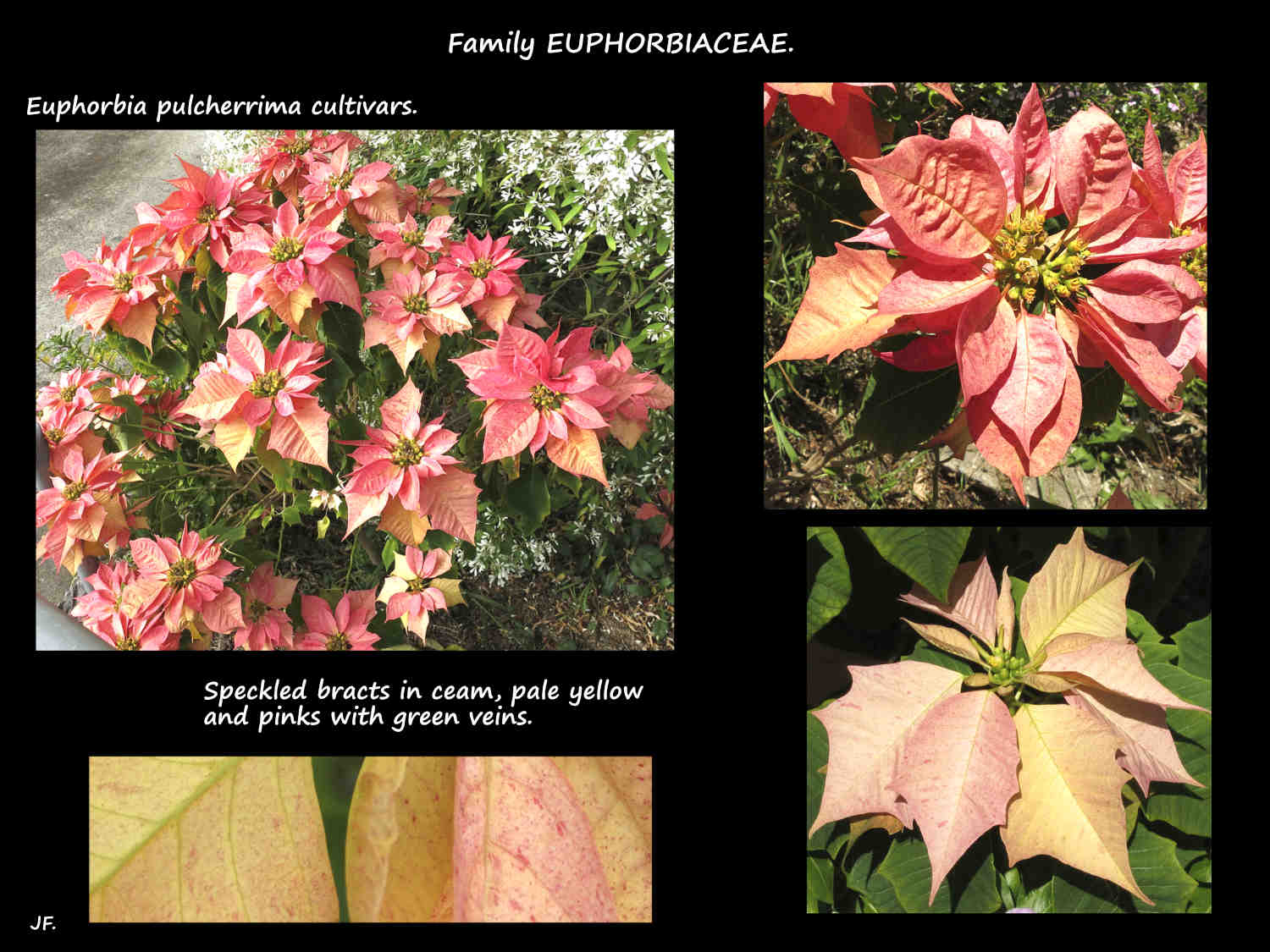 8 Speckled pale pink, cream & yellow poinsettia bracts