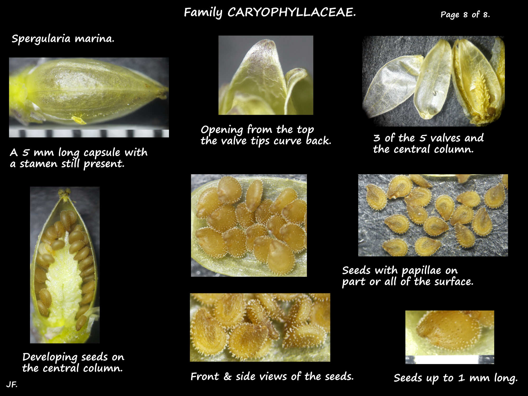 8 Spergularia marina capsules & seeds