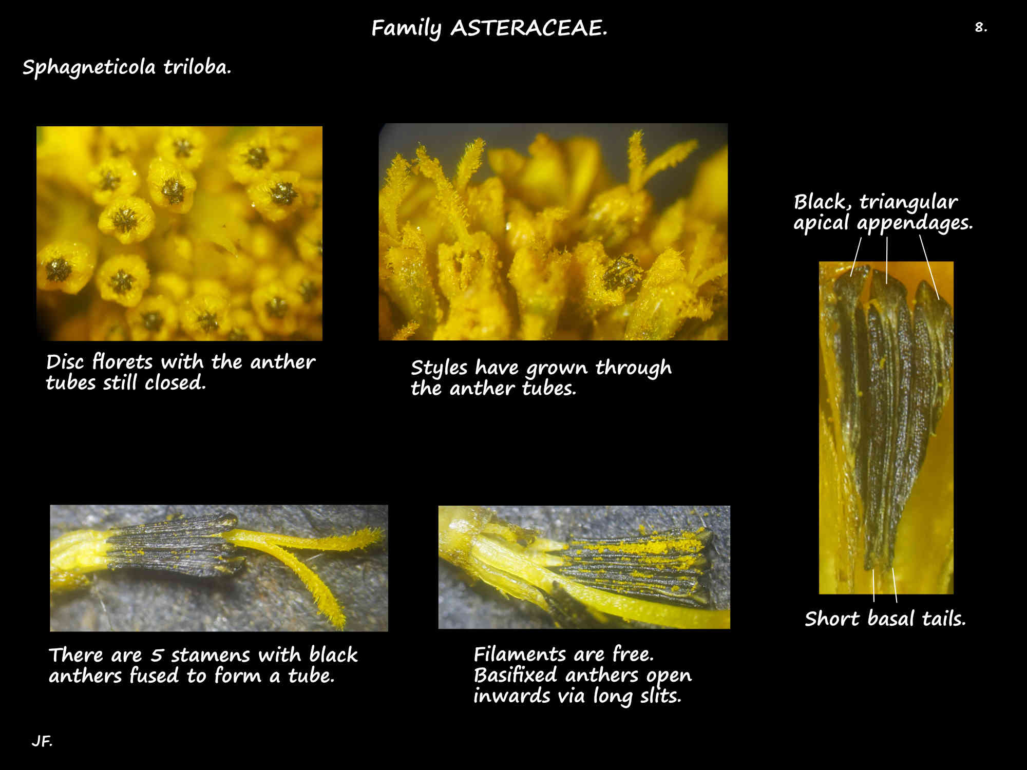 8 Sphagneticola triloba stamens & anther appendages