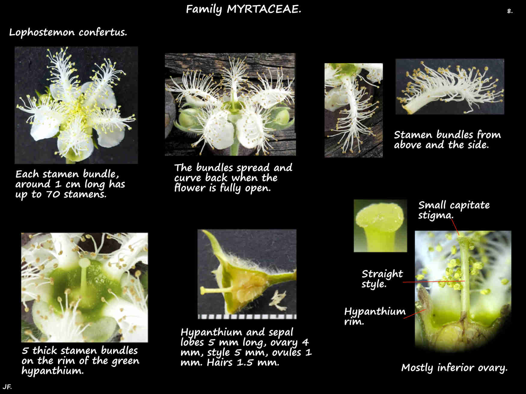 8 Stamen bundles on Lophostemon confertus flowers