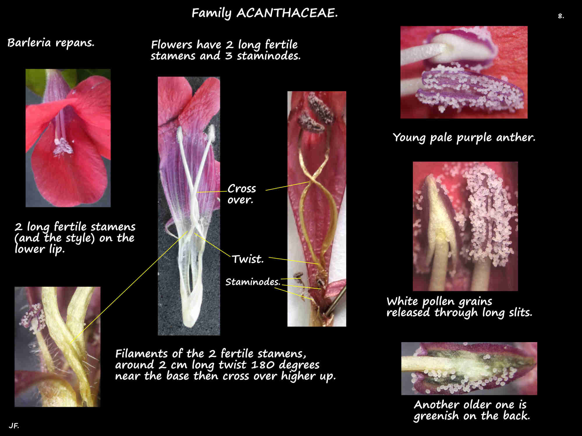 8 The 2 fertile stamens of Barleria repans flowers