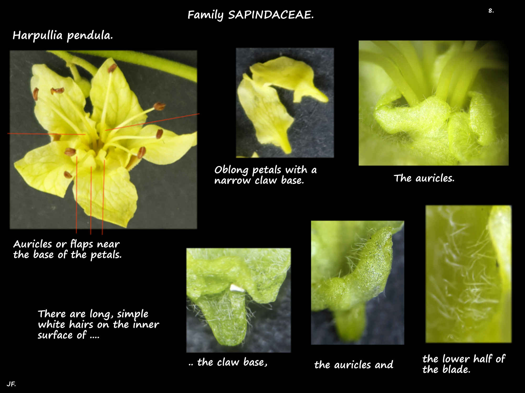 8 The auricles on the petals of Harpullia pendula flowers